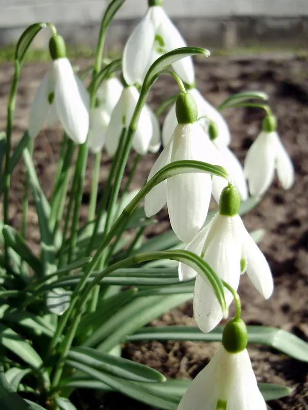 Snow Drop (Galanthus Nivalis) — often with distinctive green markings at their tips.<br><br>The foliage of G, image 138
