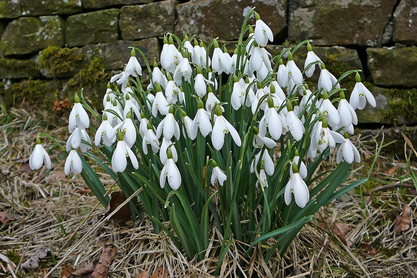 Snow Drop (Galanthus Nivalis) — The Snowdrop (Galanthus nivalis) is an early-blooming perennial; its slender, glaucous leaves emerge amidst cold, image 126