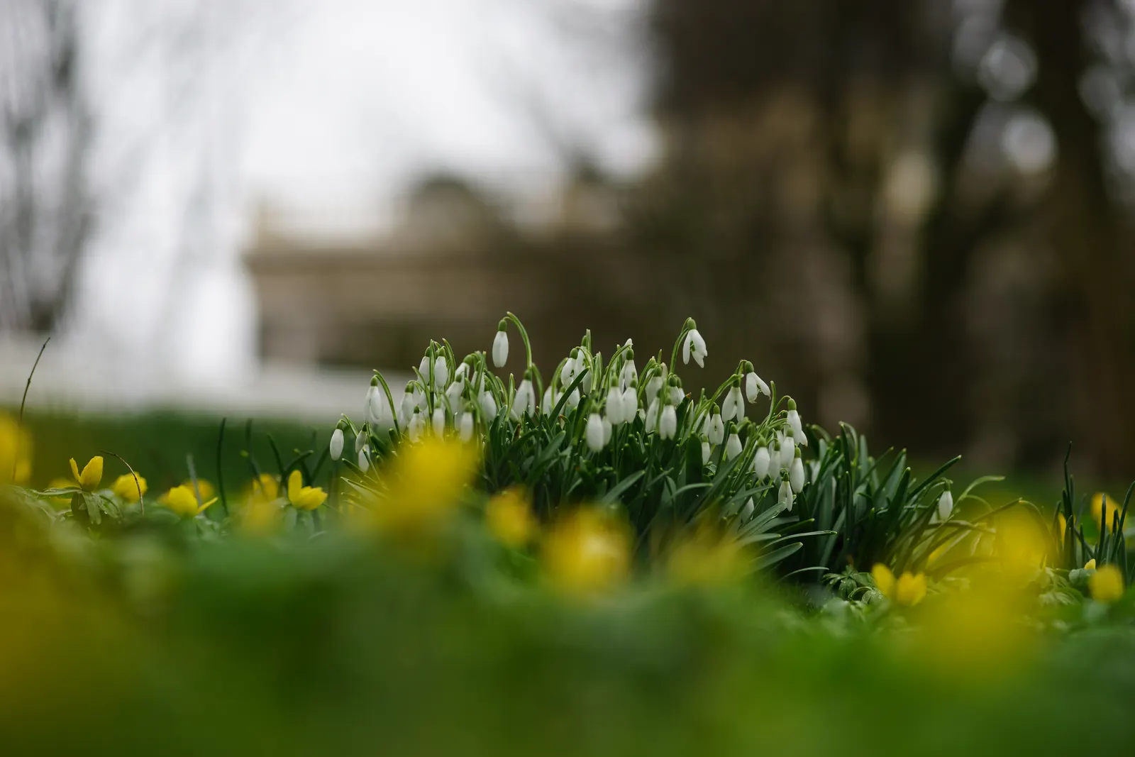 Snow Drop (Galanthus Nivalis) — Hardy in zones 3-8, they provide a low-maintenance accent in woodland gardens and borders; nivalis consists of two, image 131