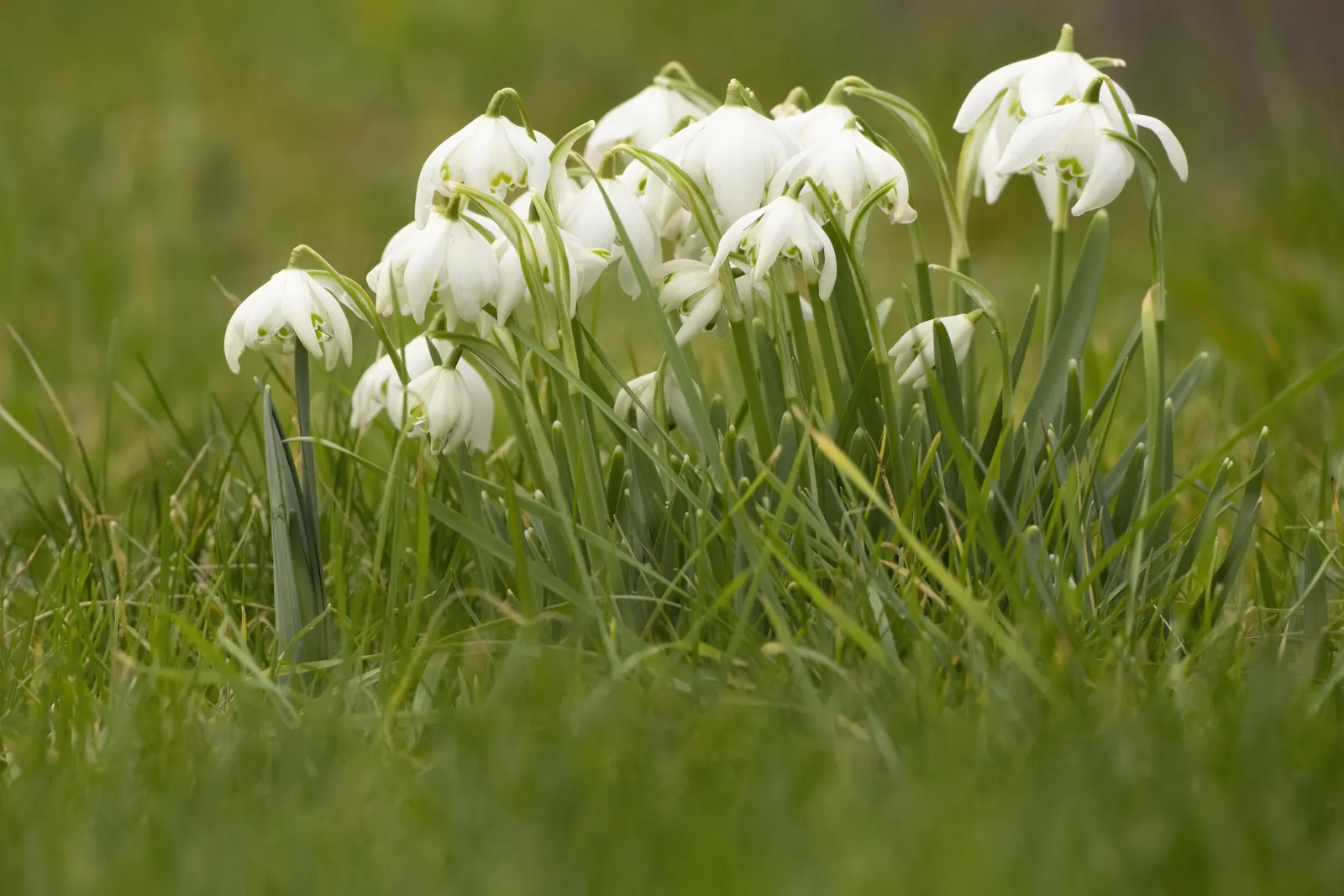 Snow Drop (Galanthus Nivalis) — They are best planted in fall; preferring partially shaded areas with moist soil, Snowdrops naturalize well, image 94