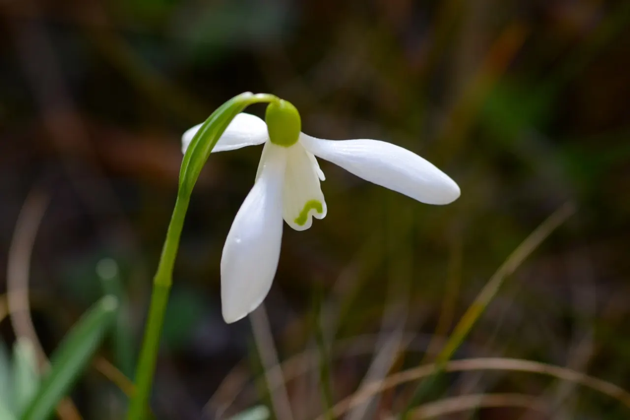 Snow Drop (Galanthus Nivalis) — scientifically named Galanthus nivalis; galanthus nivalis offers early-season nectar for pollinators, image 57