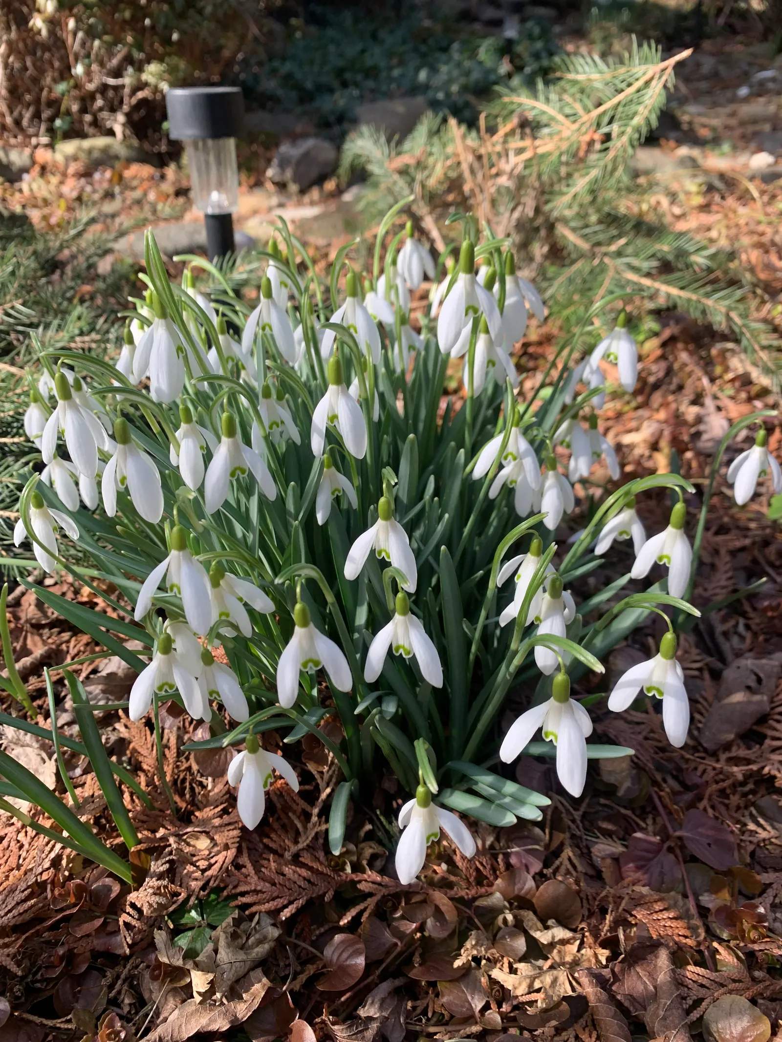 Snow Drop (Galanthus Nivalis) — scientifically named Galanthus nivalis