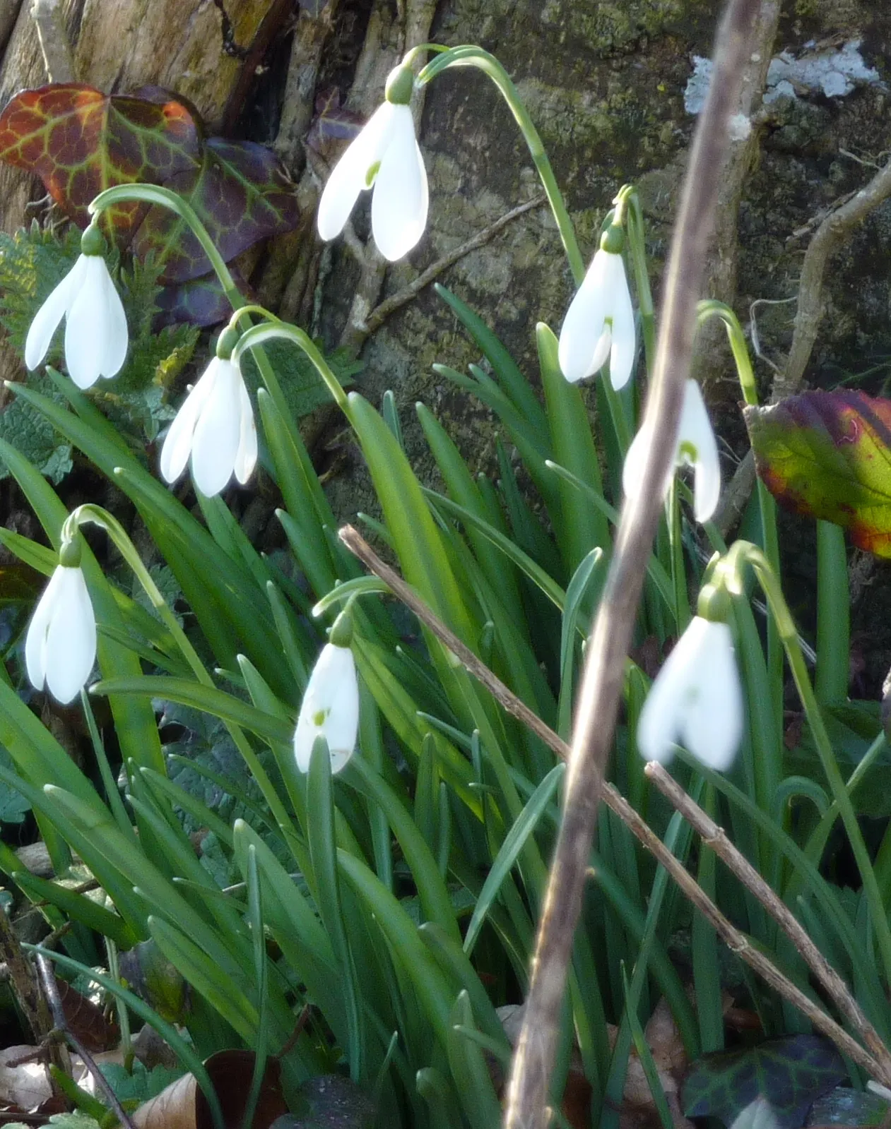 Snow Drop (Galanthus Nivalis) — Each bulb produces a singular flower stalk that stands approximately 3-6 inches in height