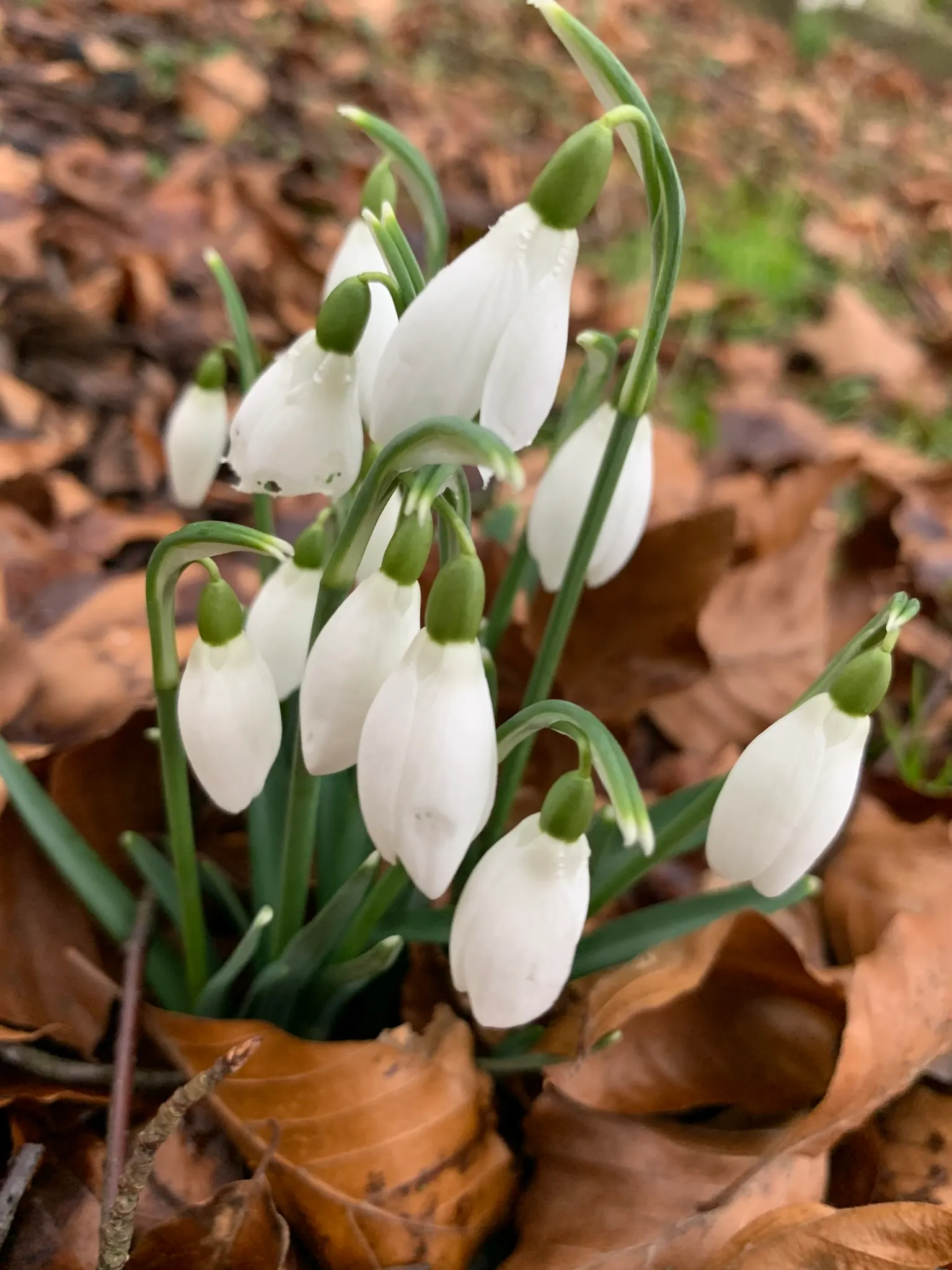 Snow Drop (Galanthus Nivalis) — bulb for full or half; and its role in a landscape transcends mere aesthetics by supporting the local ecosystem, image 75