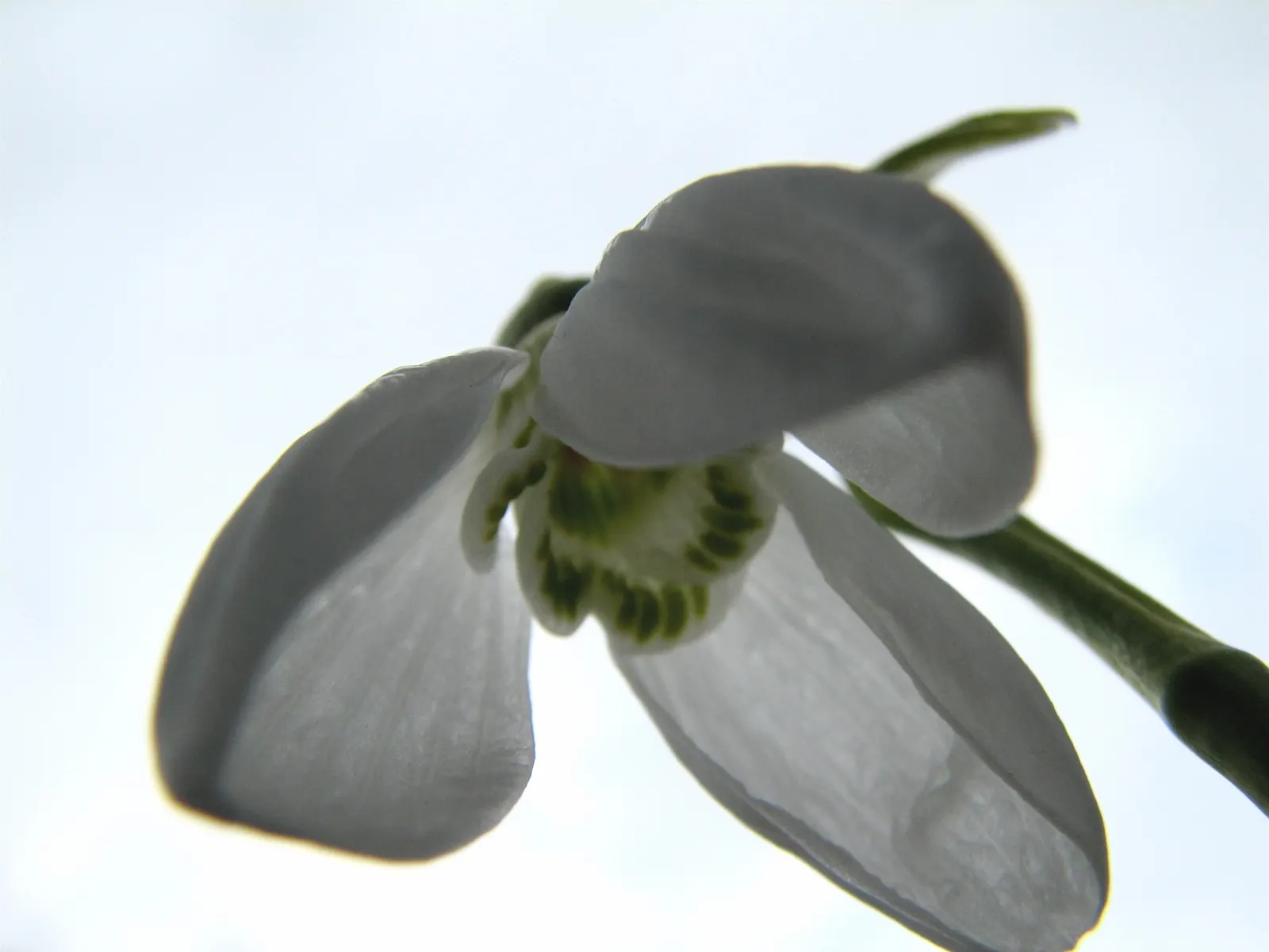 Snow Drop (Galanthus Nivalis) — Preferring partially shaded areas with moist soil, Snowdrops naturalize well, creating serene white carpets