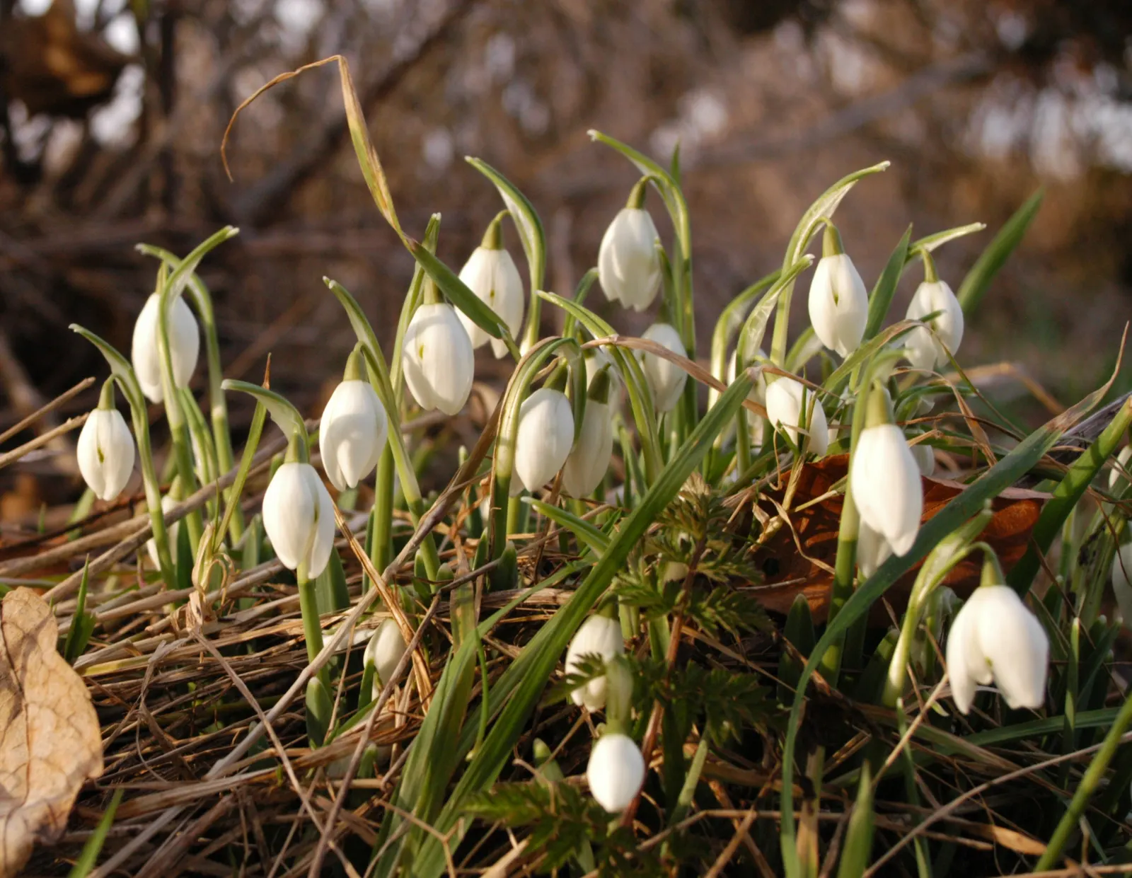 Snow Drop (Galanthus Nivalis) — Its slender, glaucous leaves emerge amidst cold weather, often through snow; bulb for full or half, image 79