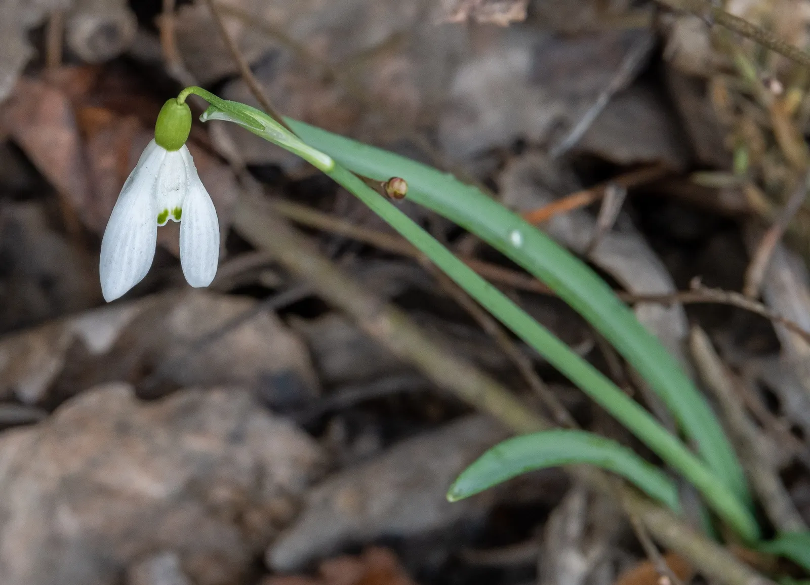 Snow Drop (Galanthus Nivalis) — The Snowdrop (Galanthus nivalis) is an early-blooming perennial; its slender, glaucous leaves emerge amidst cold, image 101