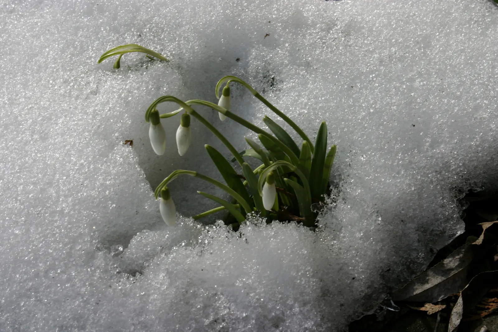 Snow Drop (Galanthus Nivalis) — nivalis consists of two or three basal leaves, narrow and grayish-green, stretching 3-5 inches in length; allowing, image 114