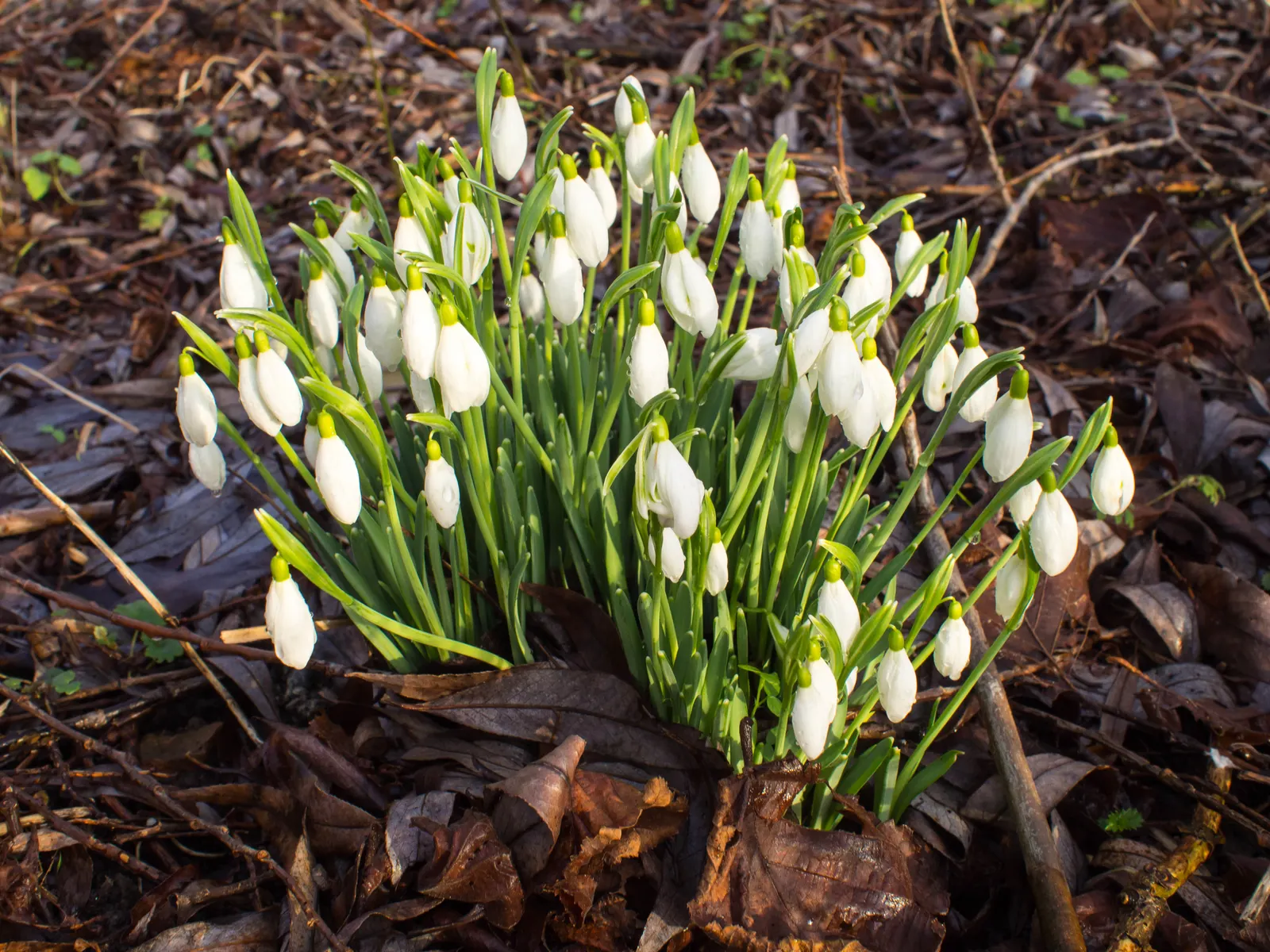 Snow Drop (Galanthus Nivalis) — Preferring partially shaded areas with moist soil, Snowdrops naturalize well, creating serene white carpets, image 80