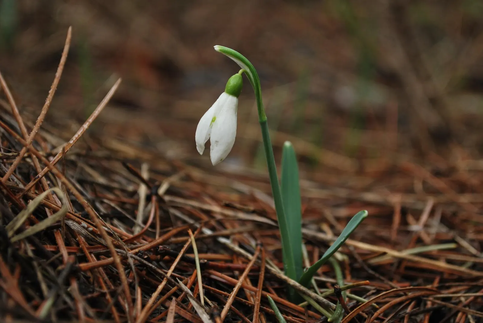 Snow Drop (Galanthus Nivalis) — bulb for full or half; and its role in a landscape transcends mere aesthetics by supporting the local ecosystem