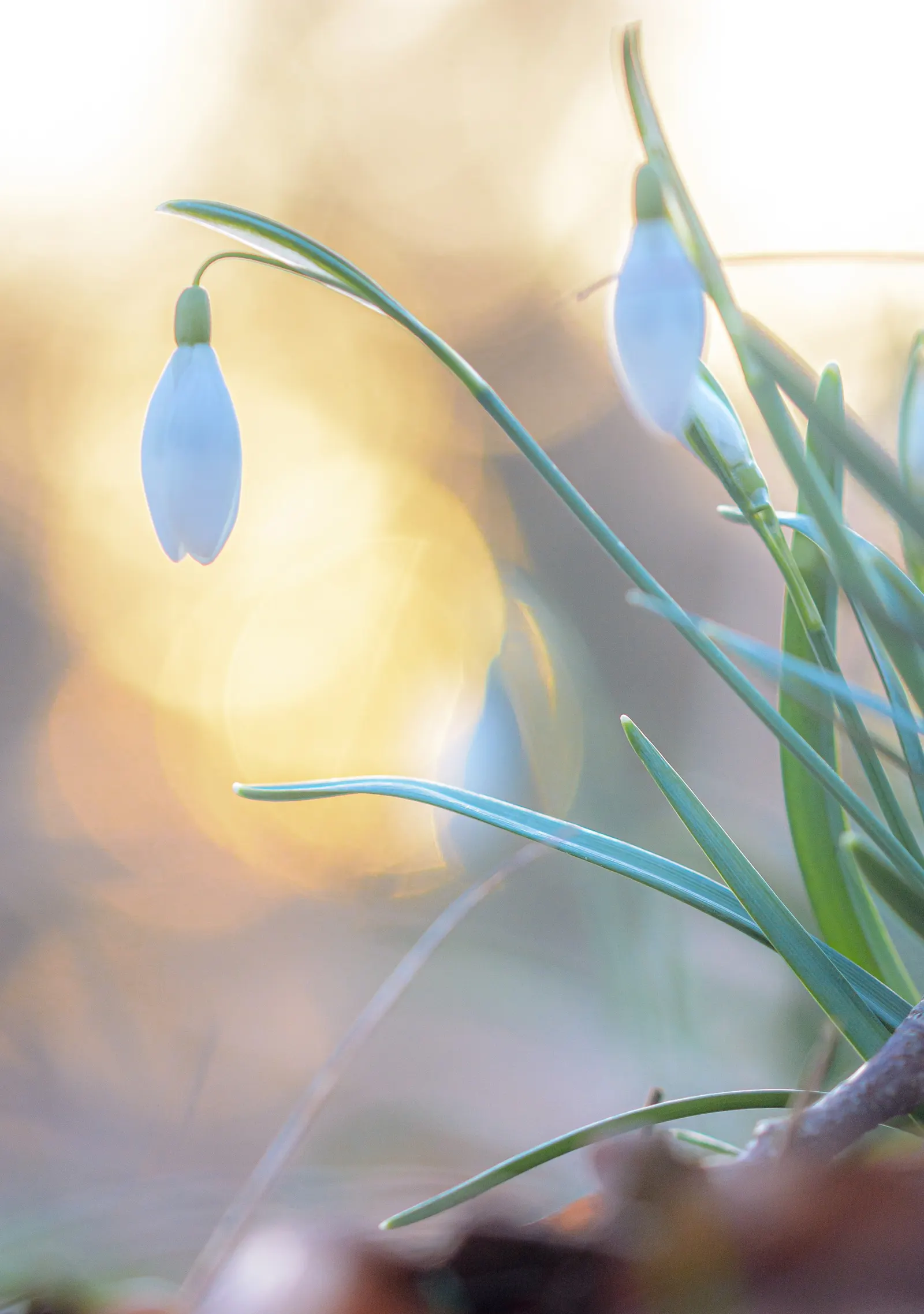 Snow Drop (Galanthus Nivalis) — Galanthus nivalis offers early-season nectar for pollinators; they are best planted in fall, image 121