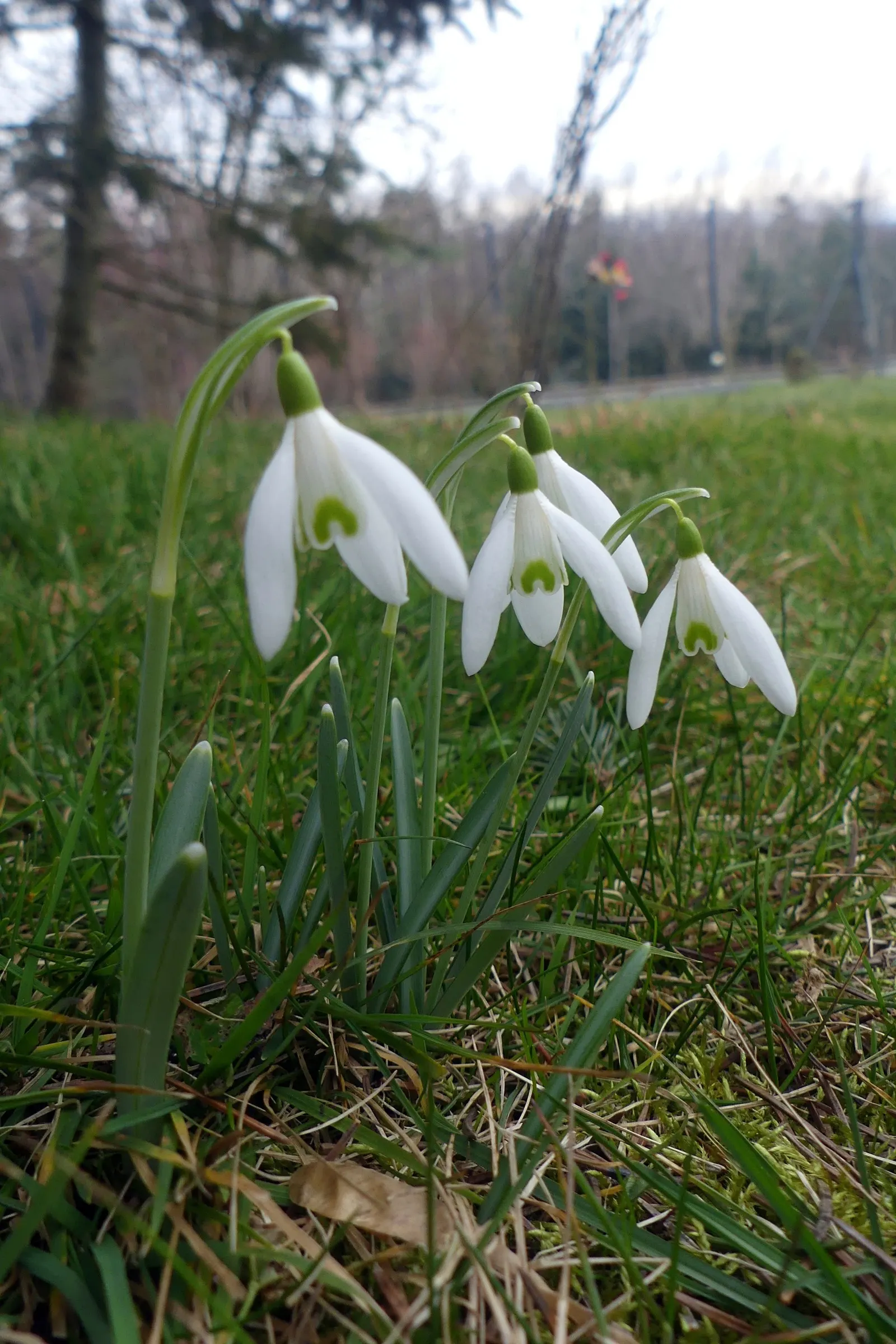 Snow Drop (Galanthus Nivalis) — and its role in a landscape transcends mere aesthetics by supporting the local ecosystem