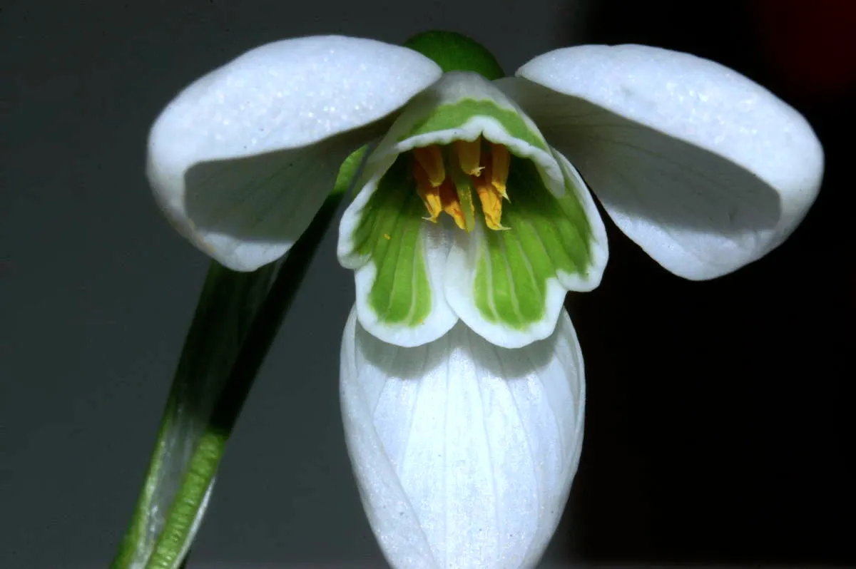Snow Drop (Galanthus Nivalis) — while the inner trio are smaller; hardy in zones 3-8, they provide a low-maintenance accent in woodland gardens and borders