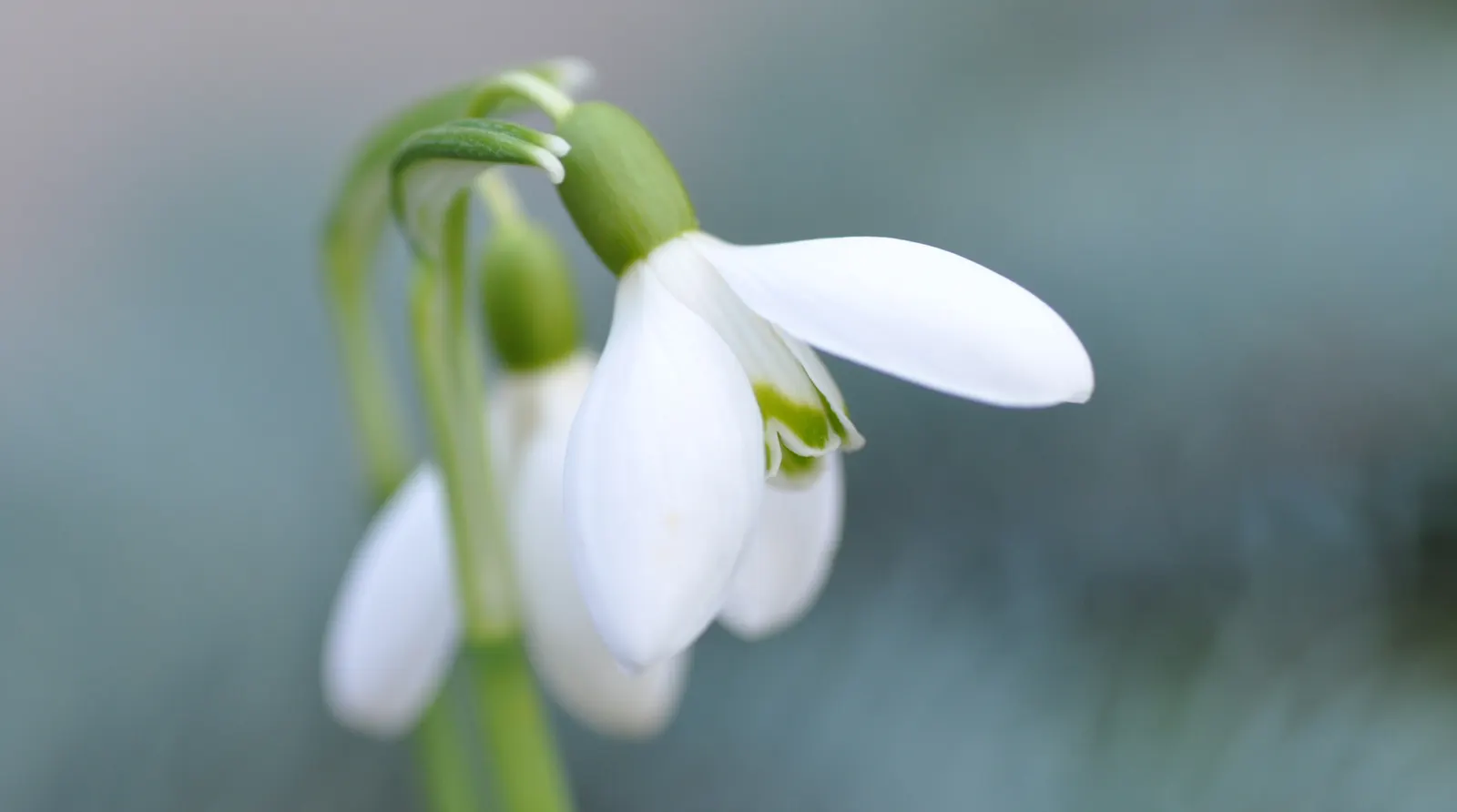 Snow Drop (Galanthus Nivalis) — Reaching 3-6 inches in height, each stem supports a solitary drooping bloom