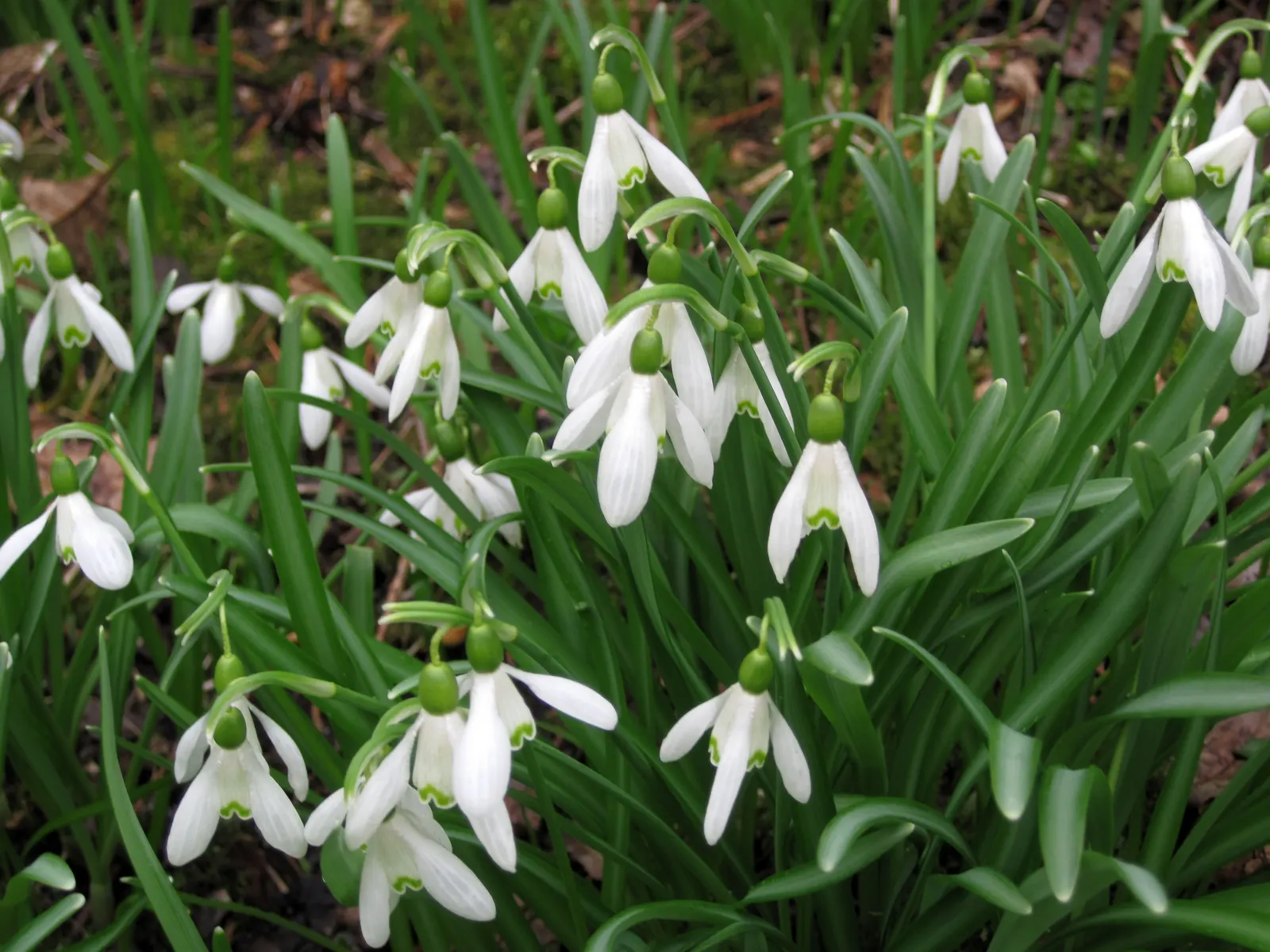 Snow Drop (Galanthus Nivalis) — and its role in a landscape transcends mere aesthetics by supporting the local ecosystem; the Snowdrop (Galanthus nivalis) is