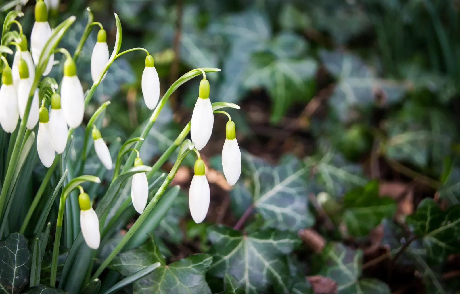 Snow Drop (Galanthus Nivalis) — bulb for full or half; and its role in a landscape transcends mere aesthetics by supporting the local ecosystem, image 100
