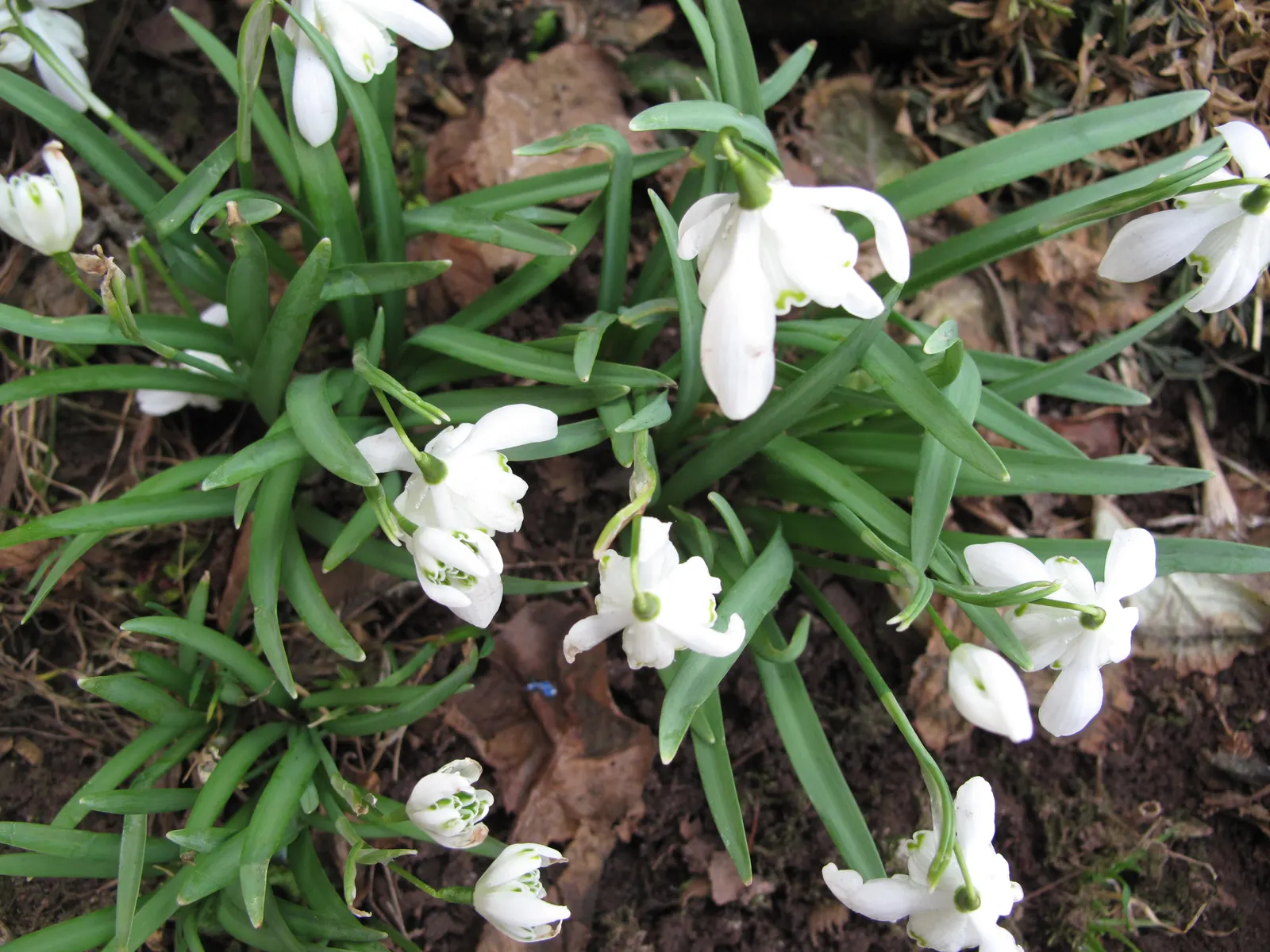Snow Drop (Galanthus Nivalis) — humus-rich soils and thrive in partial to full shade; they are renowned for their distinctive nodding white flowers that are a
