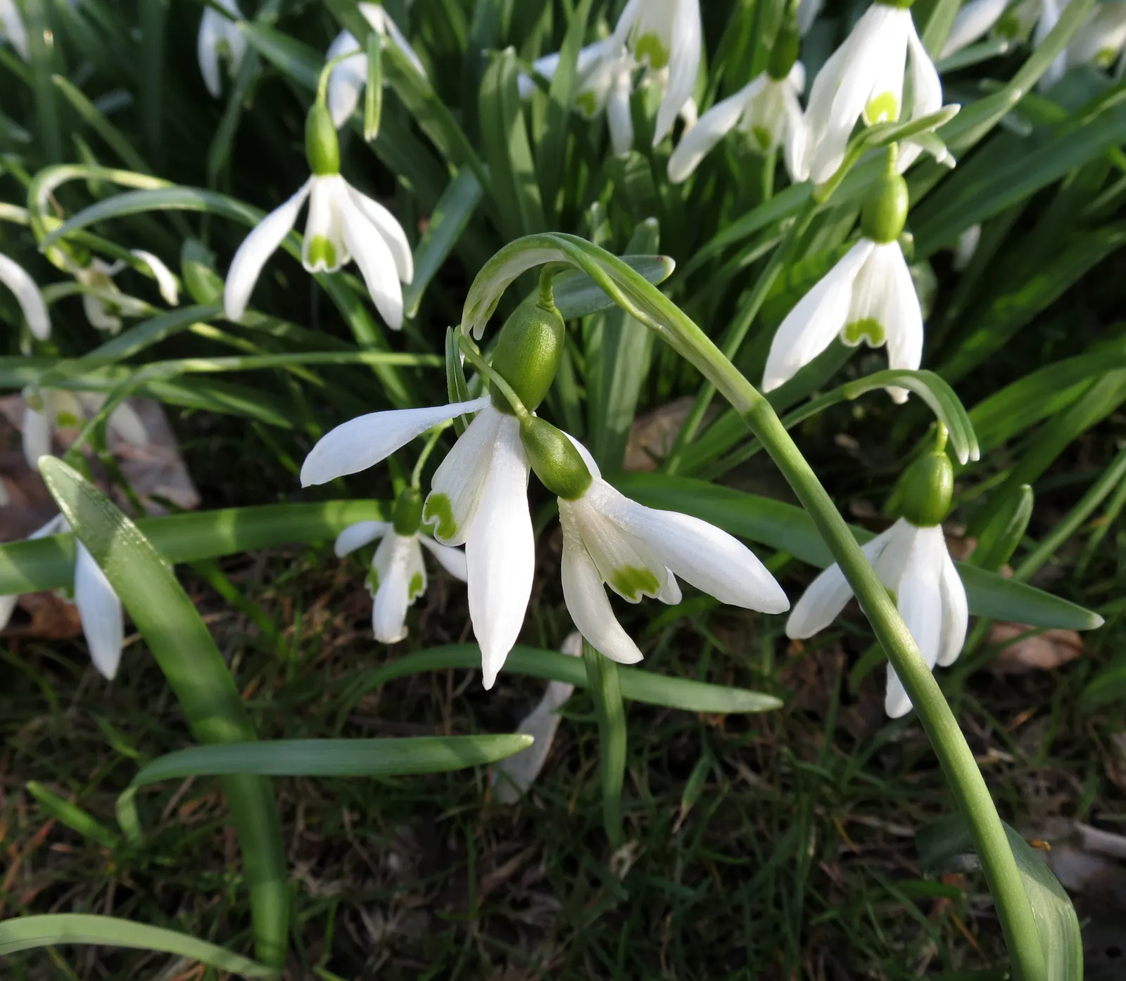 Snow Drop (Galanthus Nivalis) — Snowdrops prefer well-drained; heralding spring with delicate white, image 90