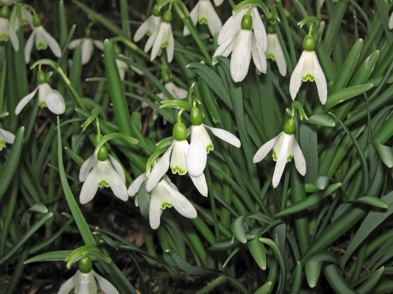 Snow Drop (Galanthus Nivalis) — Preferring partially shaded areas with moist soil, Snowdrops naturalize well, creating serene white carpets, image 55