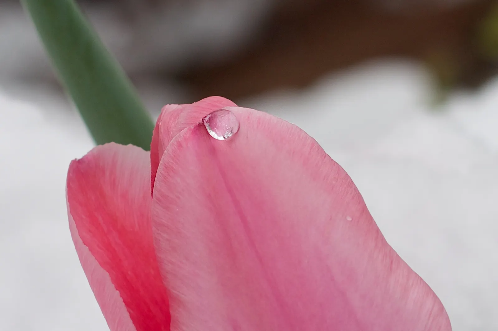Snow Drop (Galanthus Nivalis) — heralding spring with delicate white; the flower's charm is accentuated by its six tepals: the outer three are pure, image 127