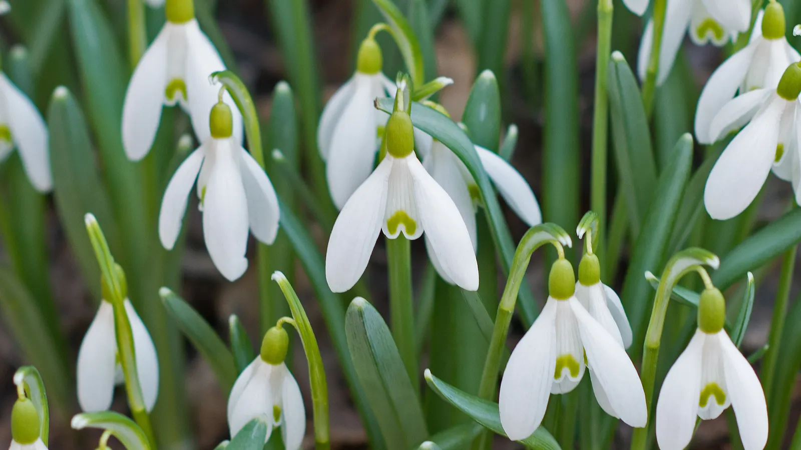 Snow Drop (Galanthus Nivalis) — Each bulb produces a singular flower stalk that stands approximately 3-6 inches in height; making them ideal for, image 110