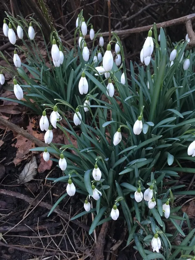 Snow Drop (Galanthus Nivalis) — allowing the bulbs to winterize and prepare for their early-blooming spectacle; while the inner trio are smaller, image 120