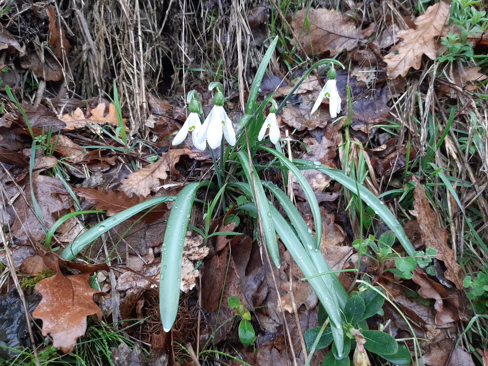 Snow Drop (Galanthus Nivalis) — The Snowdrop (Galanthus nivalis) is an early-blooming perennial; its slender, glaucous leaves emerge amidst cold, image 76