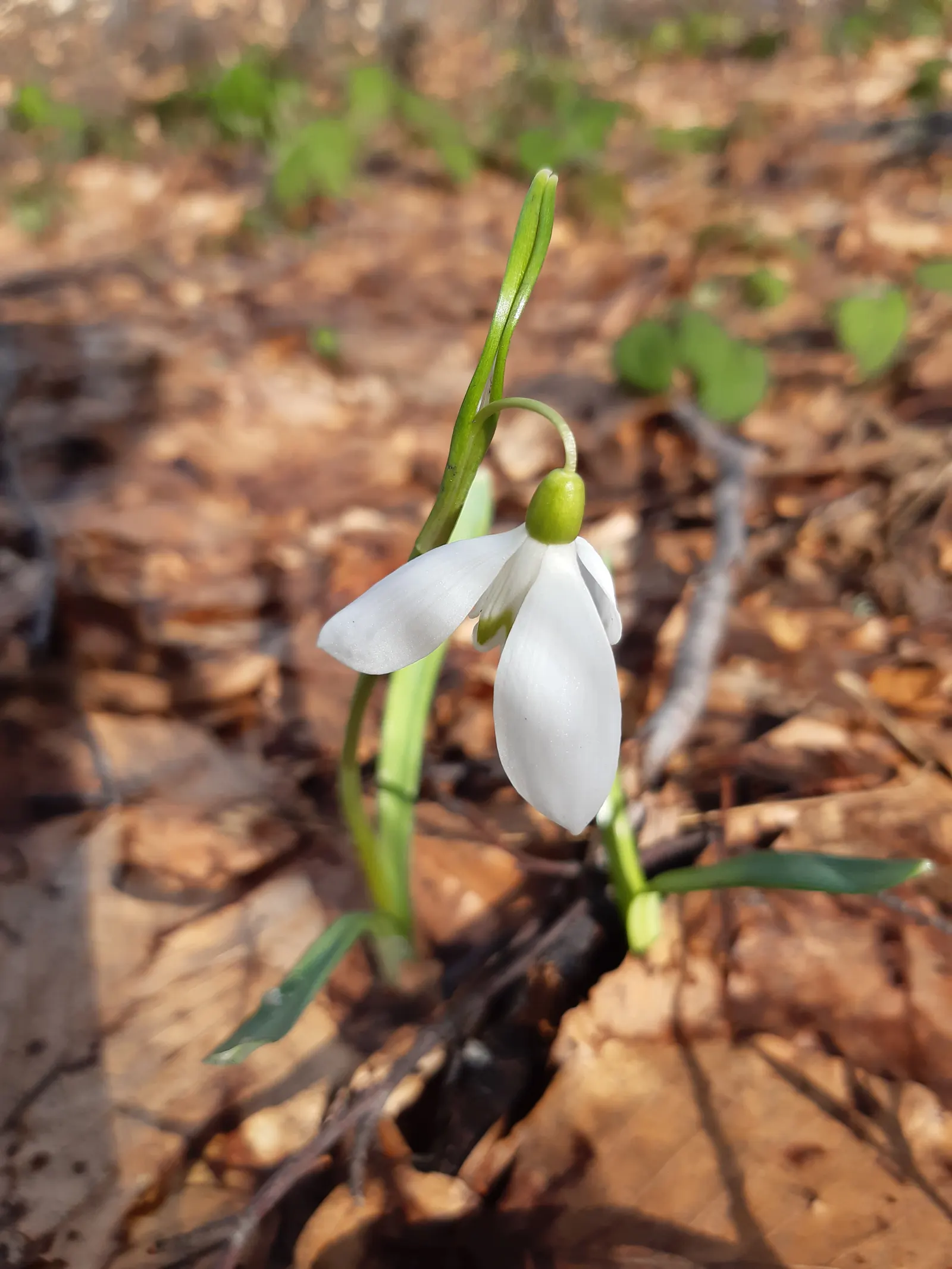 Snow Drop (Galanthus Nivalis) — The Snowdrop (Galanthus nivalis) is an early-blooming perennial