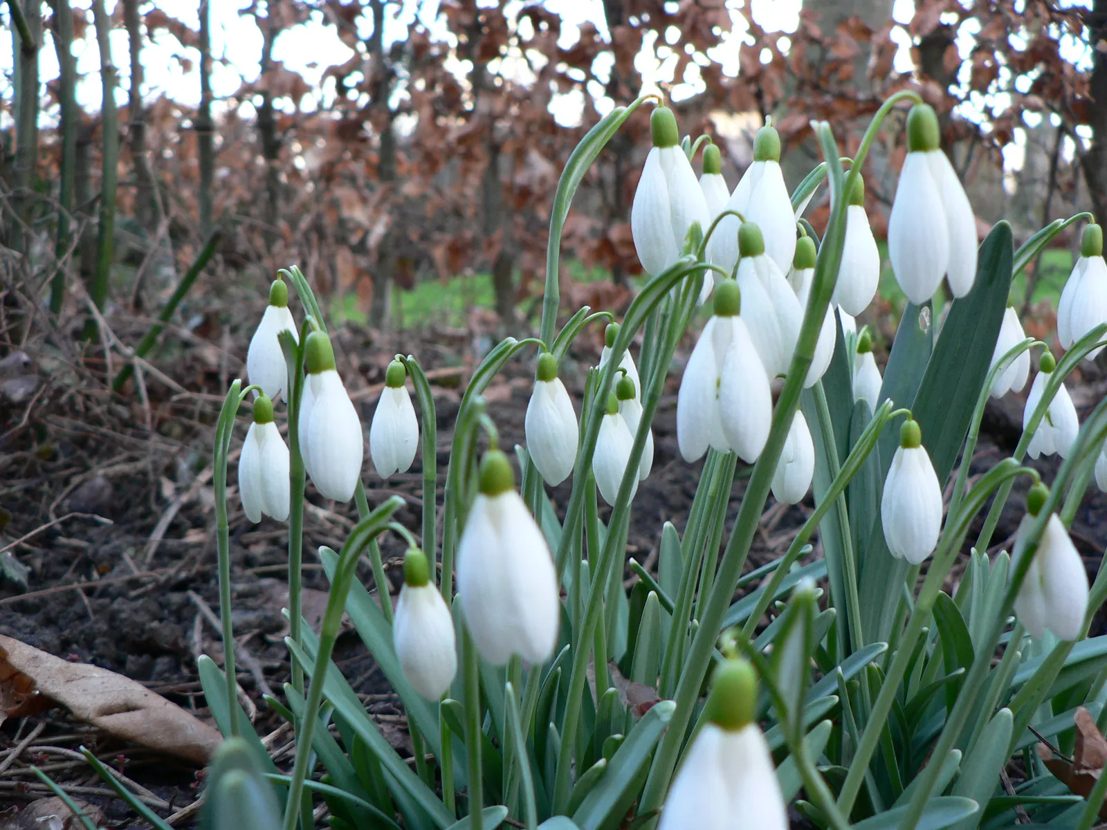 Snow Drop (Galanthus Nivalis) — heralding spring with delicate white; the flower's charm is accentuated by its six tepals: the outer three are pure, image 52
