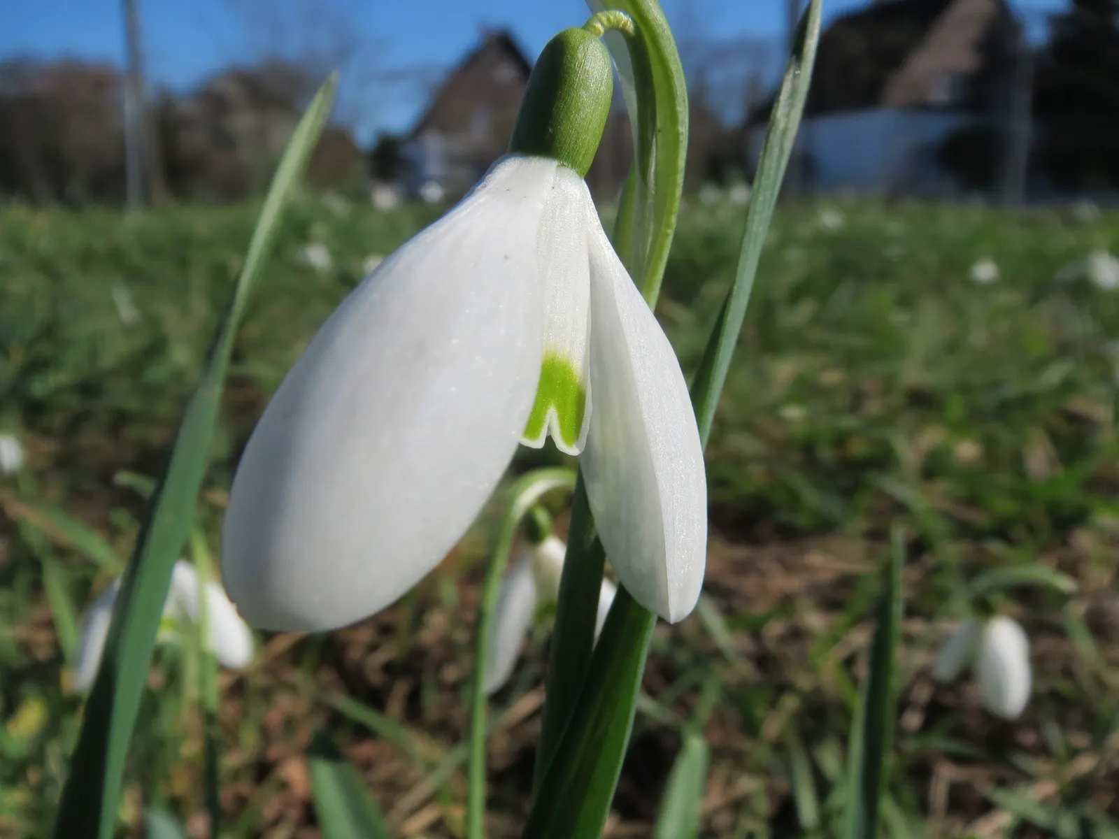 Snow Drop (Galanthus Nivalis) — bulb for full or half; and its role in a landscape transcends mere aesthetics by supporting the local ecosystem, image 125