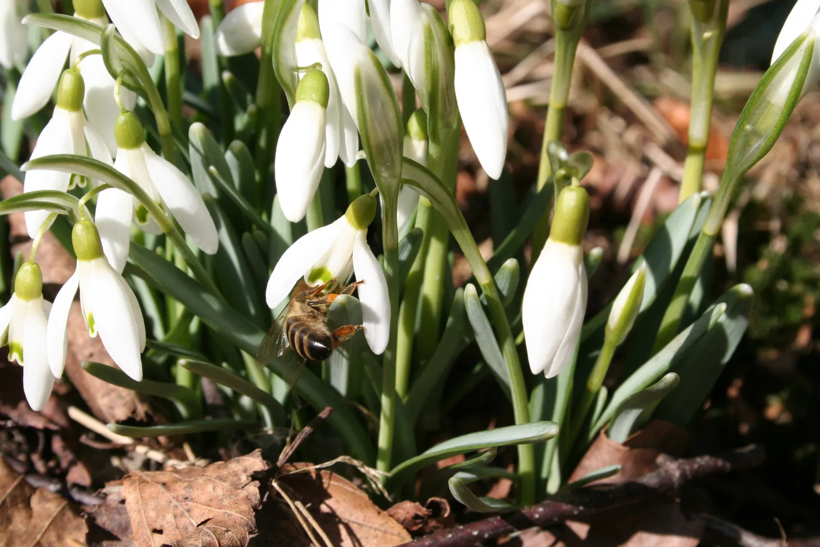 Snow Drop (Galanthus Nivalis) — bulbous plants native to Europe and Asia Minor
