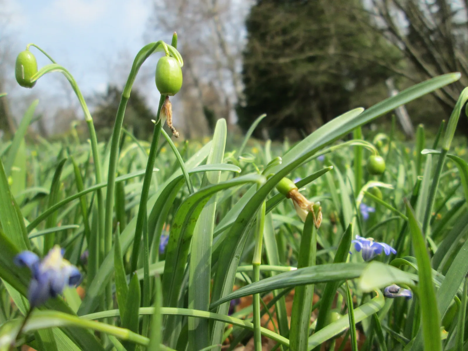 Snow Drop (Galanthus Nivalis) — Reaching 3-6 inches in height, each stem supports a solitary drooping bloom; as a cold-hardy plant, they can, image 128