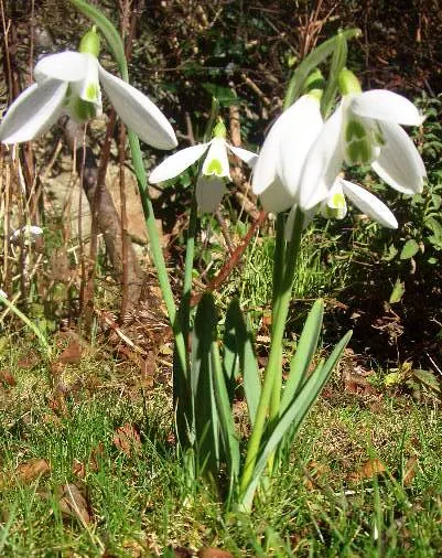 Snow Drop (Galanthus Nivalis) — As a cold-hardy plant, they can tolerate temperatures down to USDA Hardiness Zones 3-7