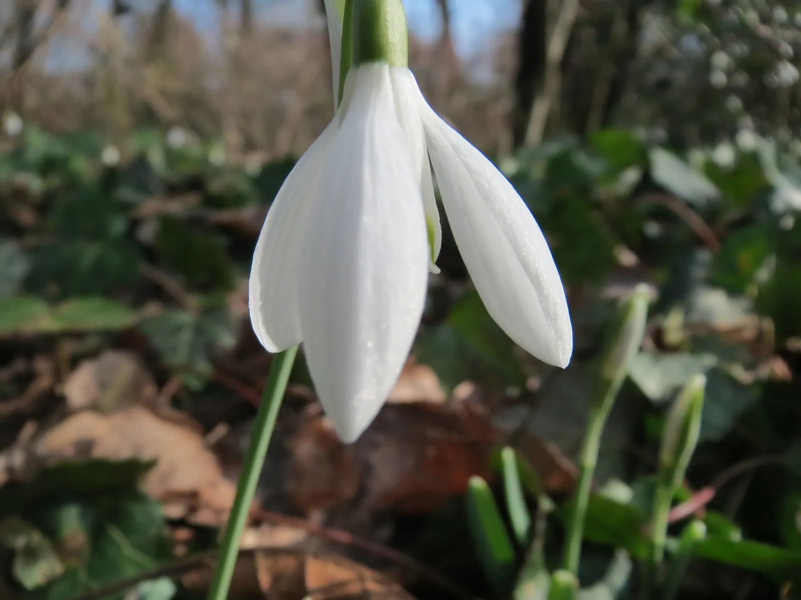 Snow Drop (Galanthus Nivalis) — Snowdrops prefer well-drained; heralding spring with delicate white, image 65