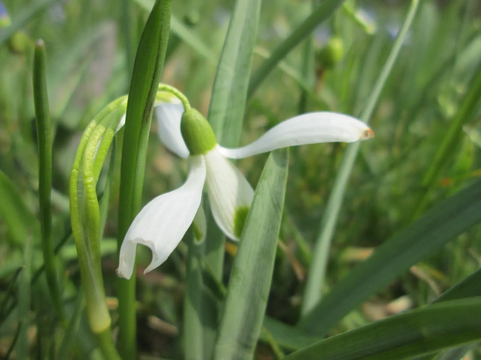 Snow Drop (Galanthus Nivalis) — Each bulb produces a singular flower stalk that stands approximately 3-6 inches in height; making them ideal for, image 85
