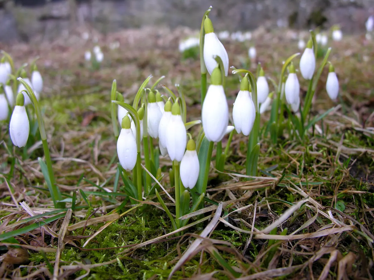 Snow Drop (Galanthus Nivalis) — often with distinctive green markings at their tips.<br><br>The foliage of G