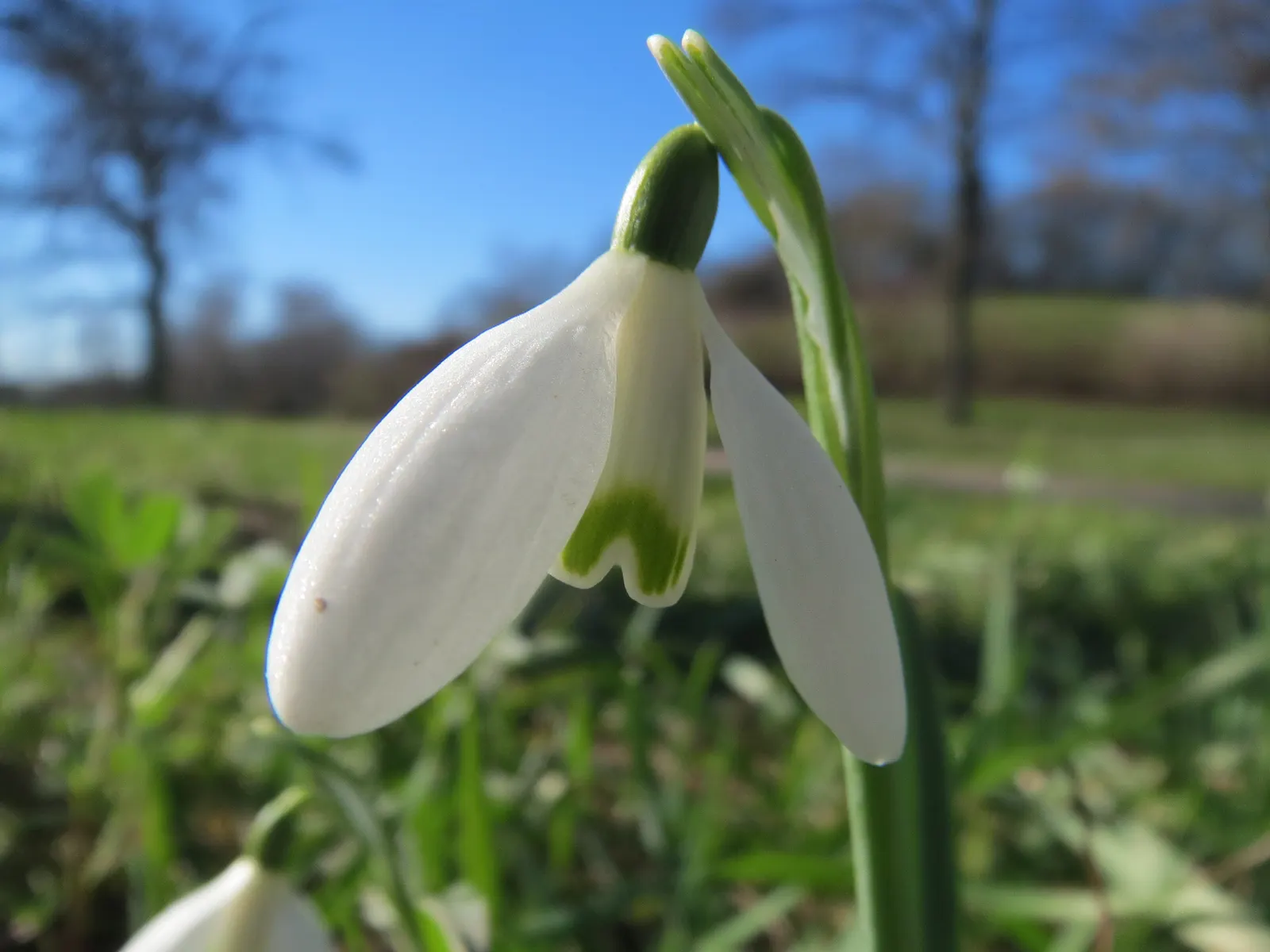 Snow Drop (Galanthus Nivalis) — while the inner trio are smaller; hardy in zones 3-8, they provide a low-maintenance accent in woodland gardens and, image 112