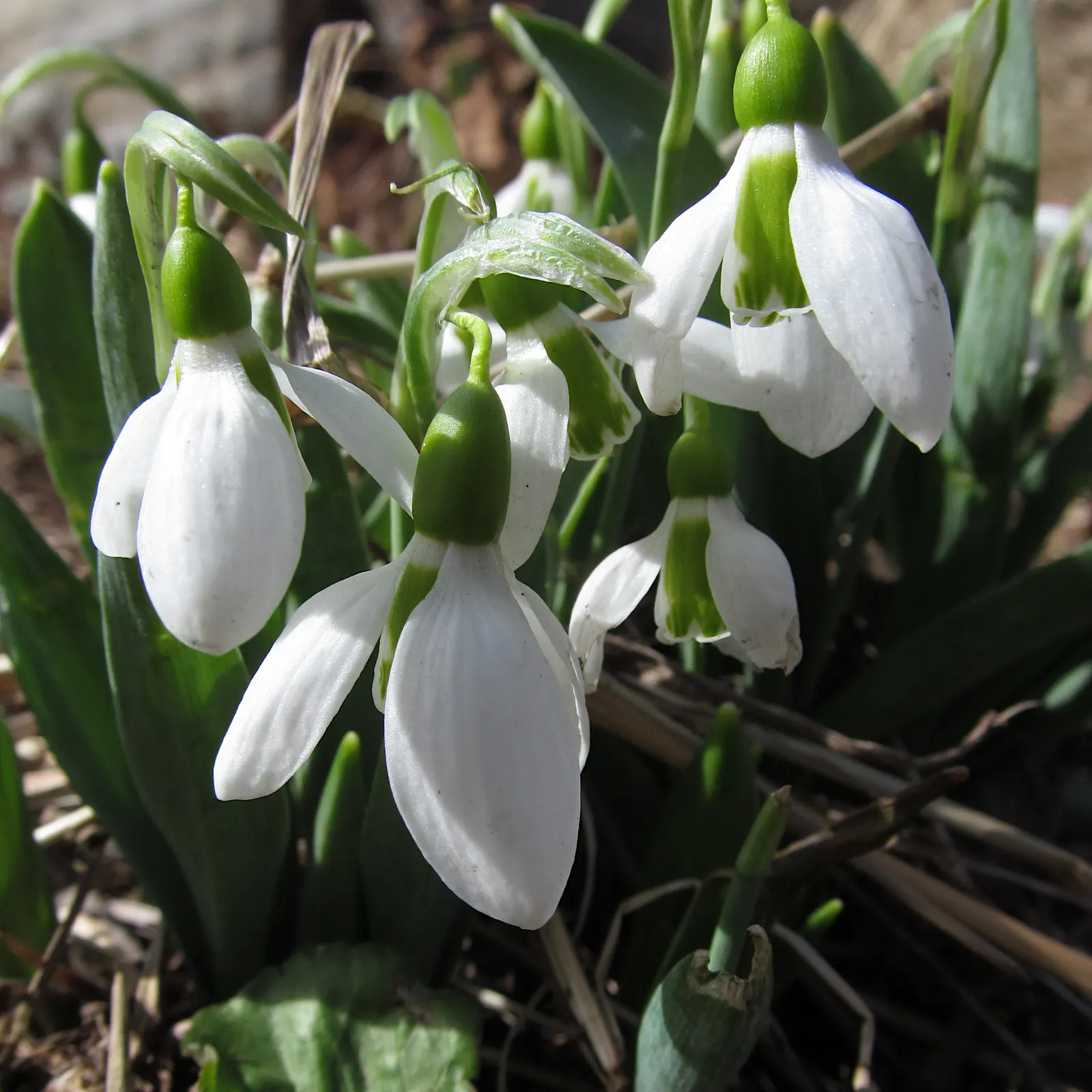 Snow Drop (Galanthus Nivalis) — making them ideal for woodland gardens or naturalized areas; humus-rich soils and thrive in partial to full shade