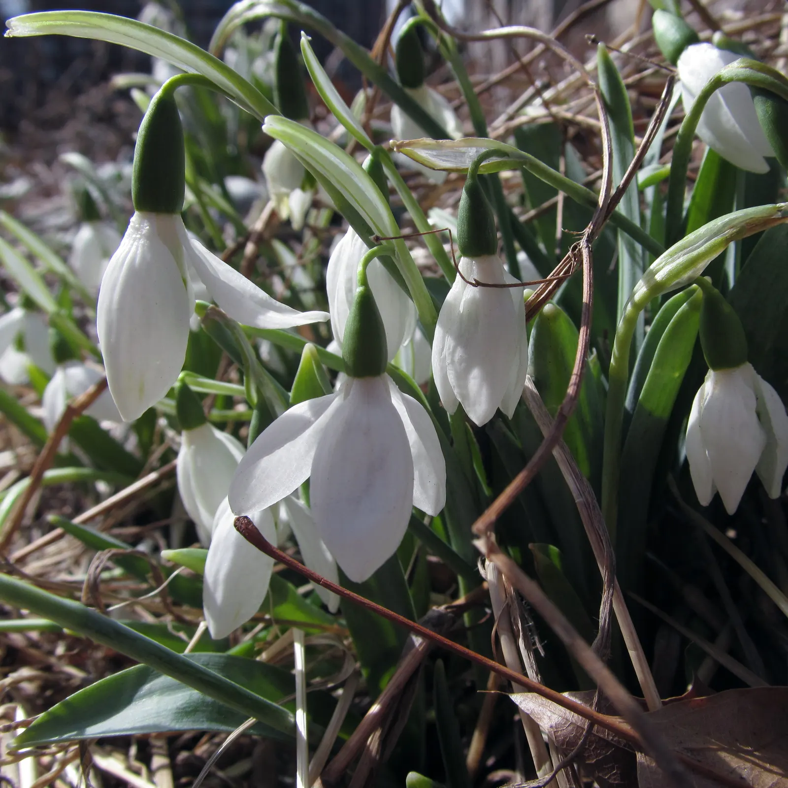 Snow Drop (Galanthus Nivalis) — The Snowdrop (Galanthus nivalis) is an early-blooming perennial; its slender, glaucous leaves emerge amidst cold weather, often