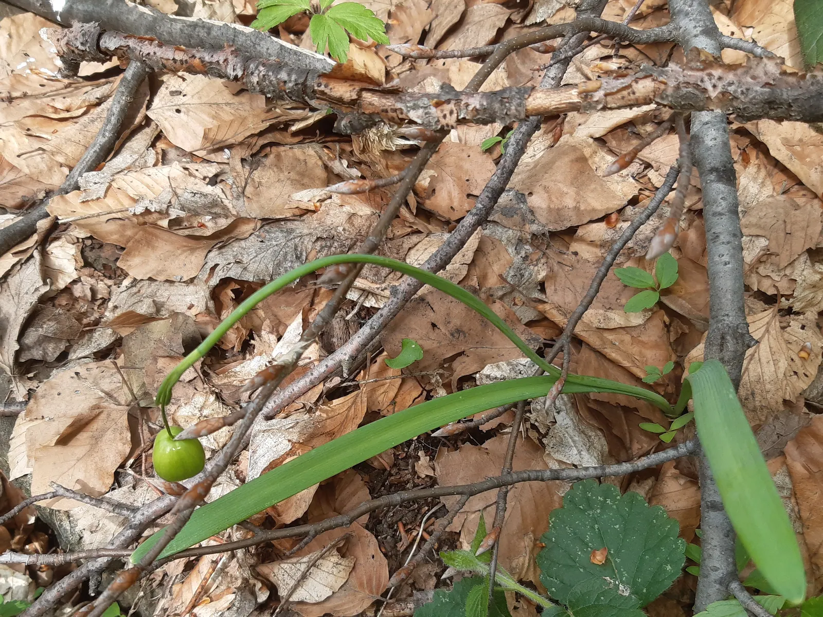 Snow Drop (Galanthus Nivalis) — allowing the bulbs to winterize and prepare for their early-blooming spectacle; while the inner trio are smaller