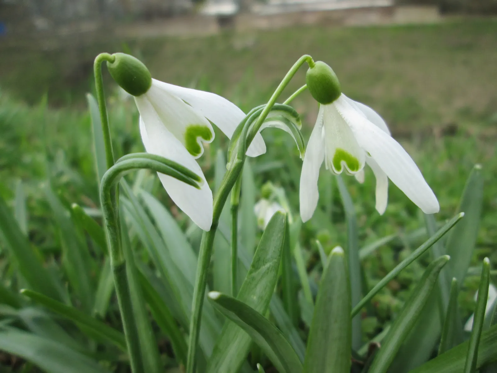 Snow Drop (Galanthus Nivalis) — while the inner trio are smaller; hardy in zones 3-8, they provide a low-maintenance accent in woodland gardens and, image 62
