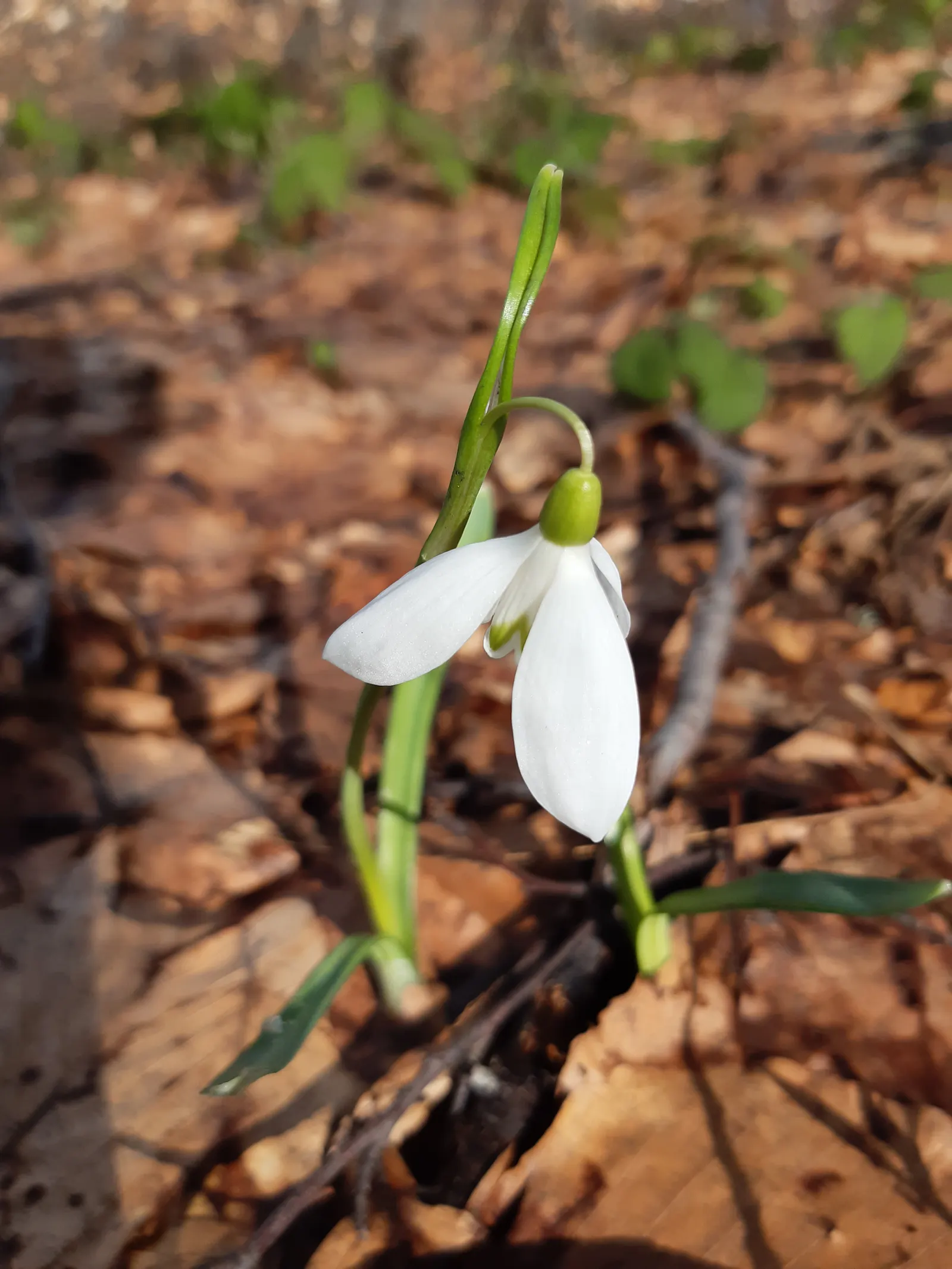 Snow Drop (Galanthus Nivalis) — Snowdrops prefer well-drained; heralding spring with delicate white, image 140