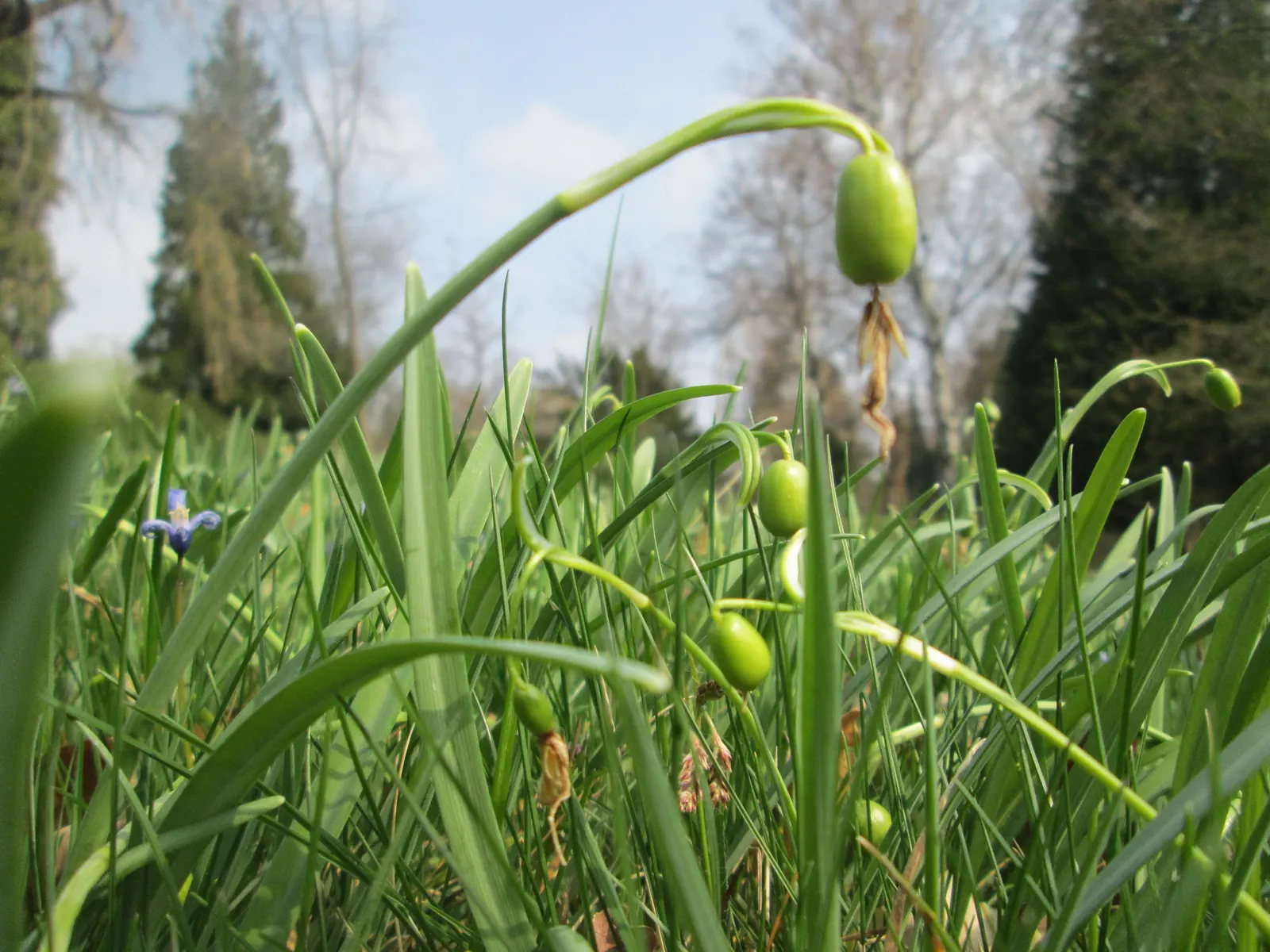 Snow Drop (Galanthus Nivalis) — Its slender, glaucous leaves emerge amidst cold weather, often through snow; bulb for full or half, image 104