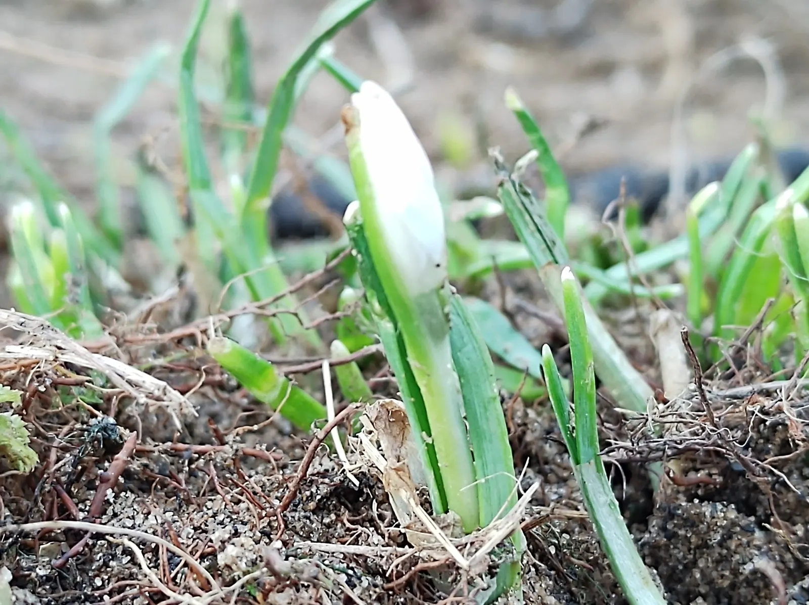 Snow Drop (Galanthus Nivalis) — Preferring partially shaded areas with moist soil, Snowdrops naturalize well, creating serene white carpets, image 130