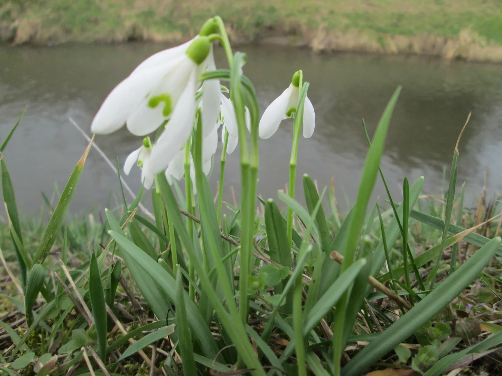 Snow Drop (Galanthus Nivalis) — The flower's charm is accentuated by its six tepals: the outer three are pure white; bulb with white blooms, image 136