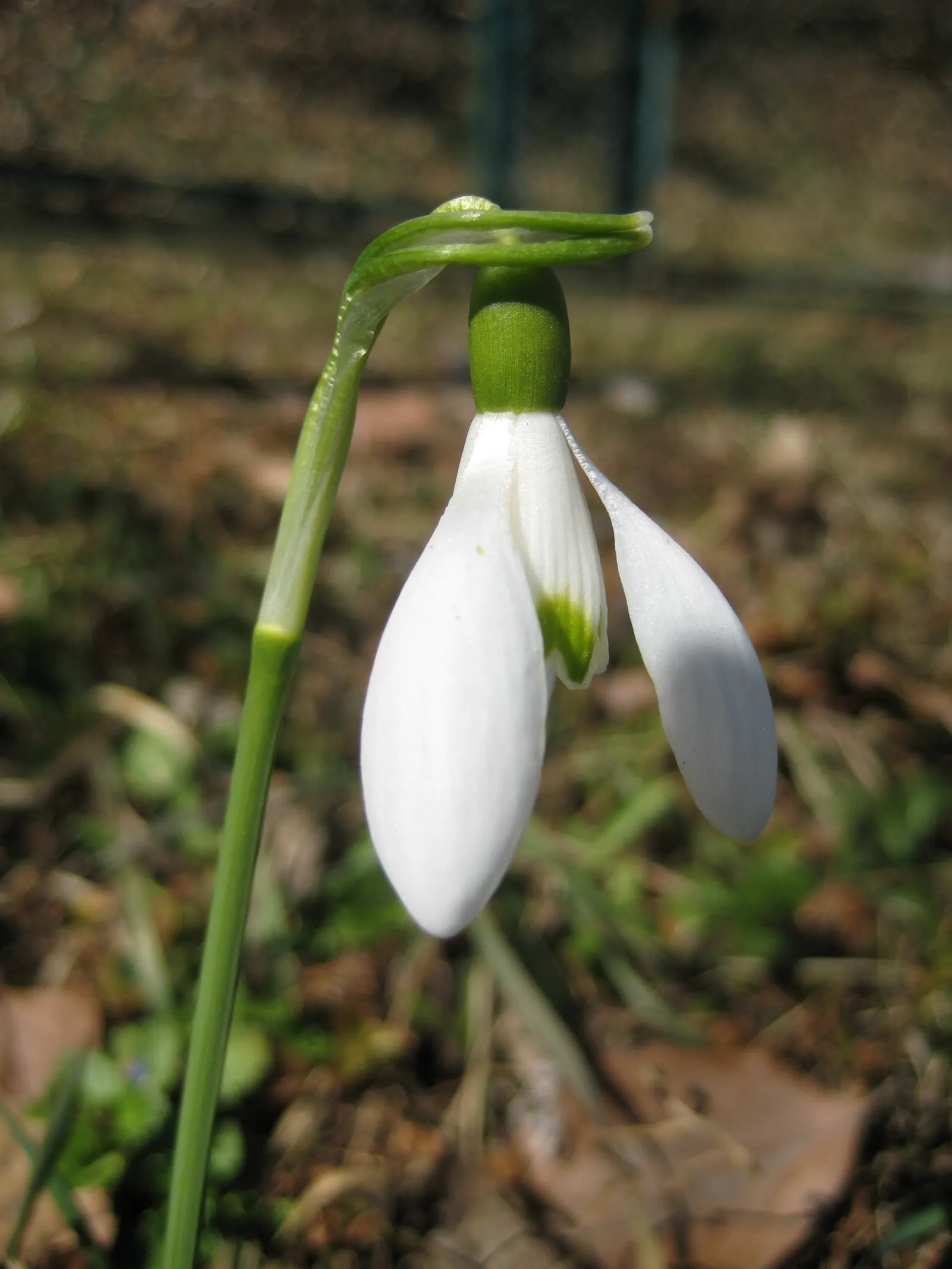 Snow Drop (Galanthus Nivalis) — often with distinctive green markings at their tips.<br><br>The foliage of G, image 88