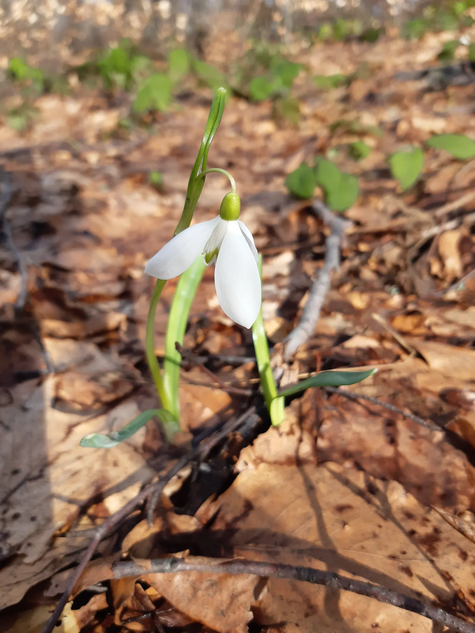 Snow Drop (Galanthus Nivalis) — nivalis consists of two or three basal leaves, narrow and grayish-green, stretching 3-5 inches in length