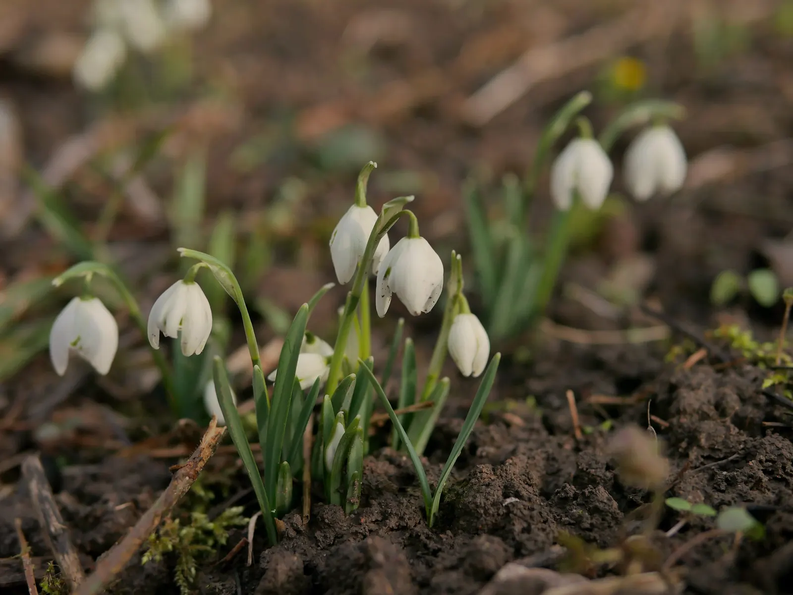 Snow Drop (Galanthus Nivalis) — bulb with white blooms; snowdrops prefer well-drained