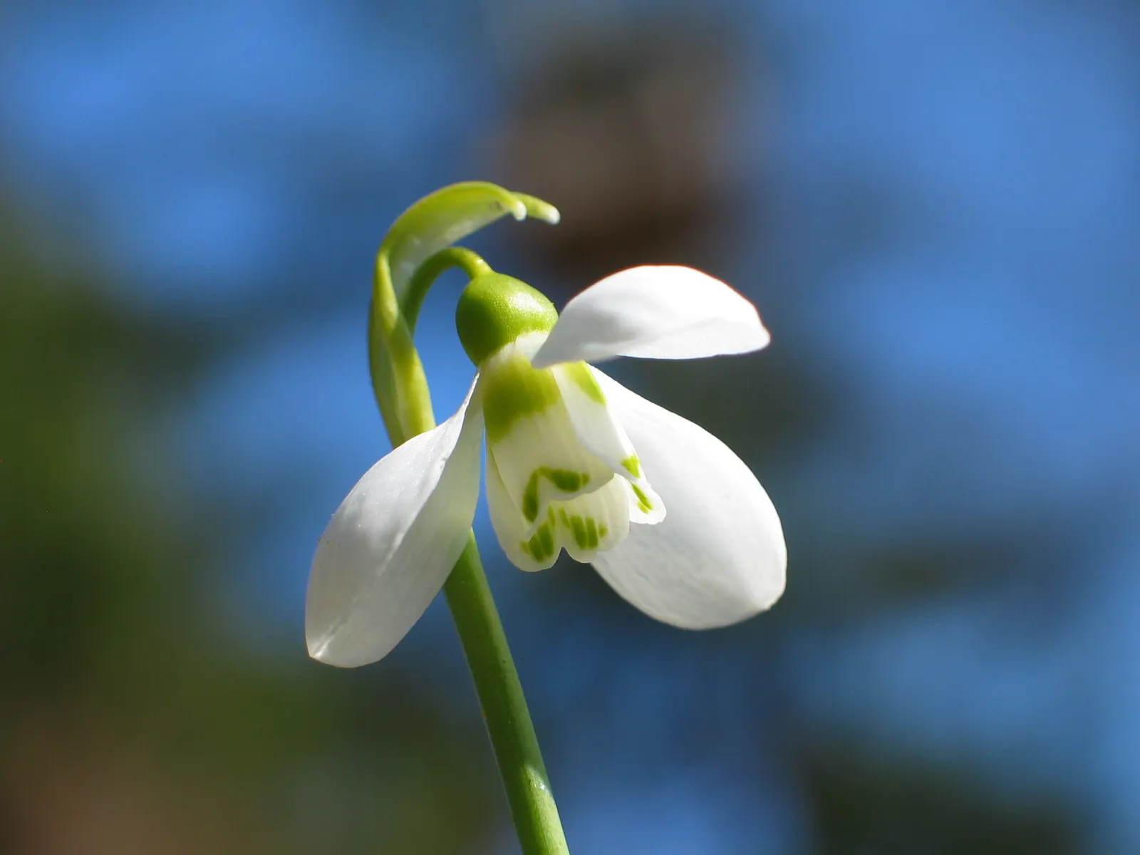 Snow Drop (Galanthus Nivalis) — humus-rich soils and thrive in partial to full shade; they are renowned for their distinctive nodding white flowers, image 91