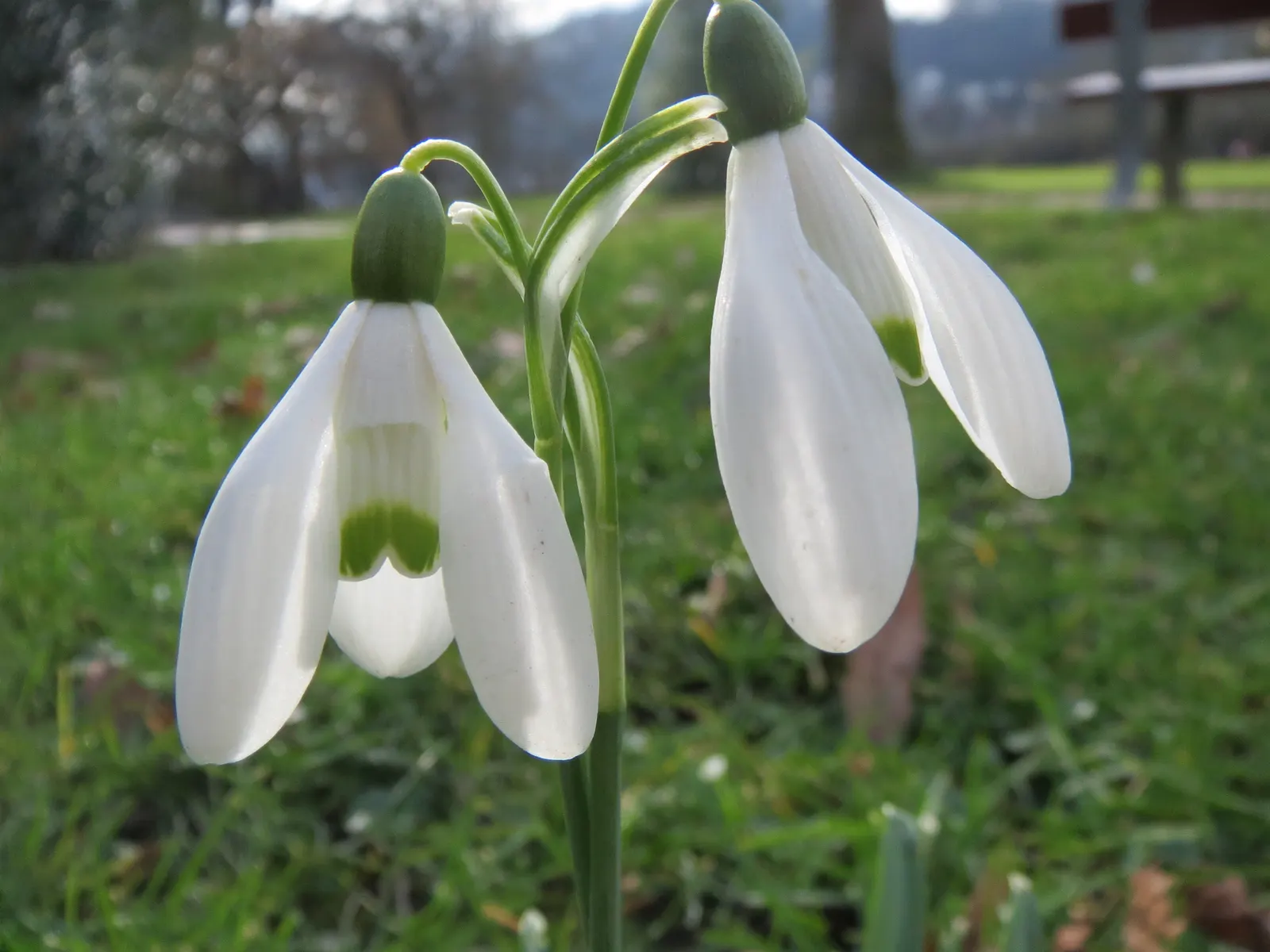 Snow Drop (Galanthus Nivalis) — and its role in a landscape transcends mere aesthetics by supporting the local ecosystem; the Snowdrop (Galanthus, image 97